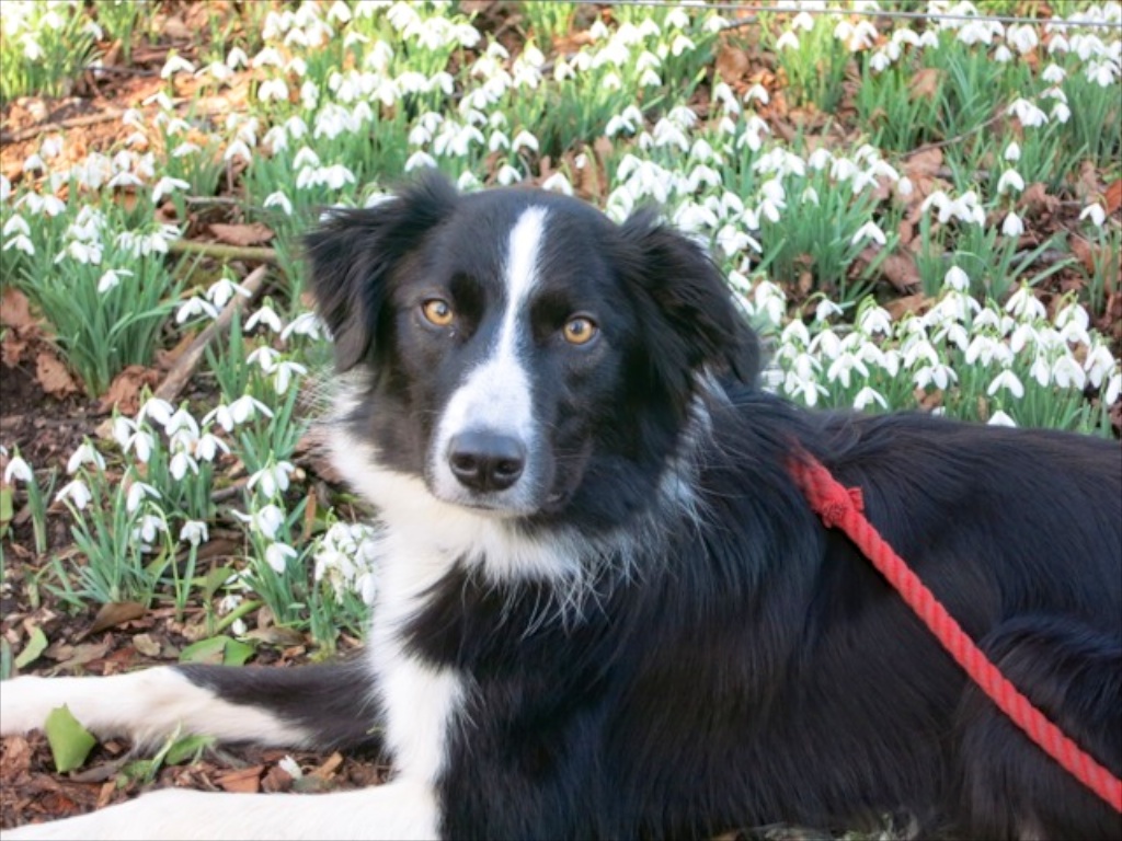 Border Collie Bryn in Snowdrops