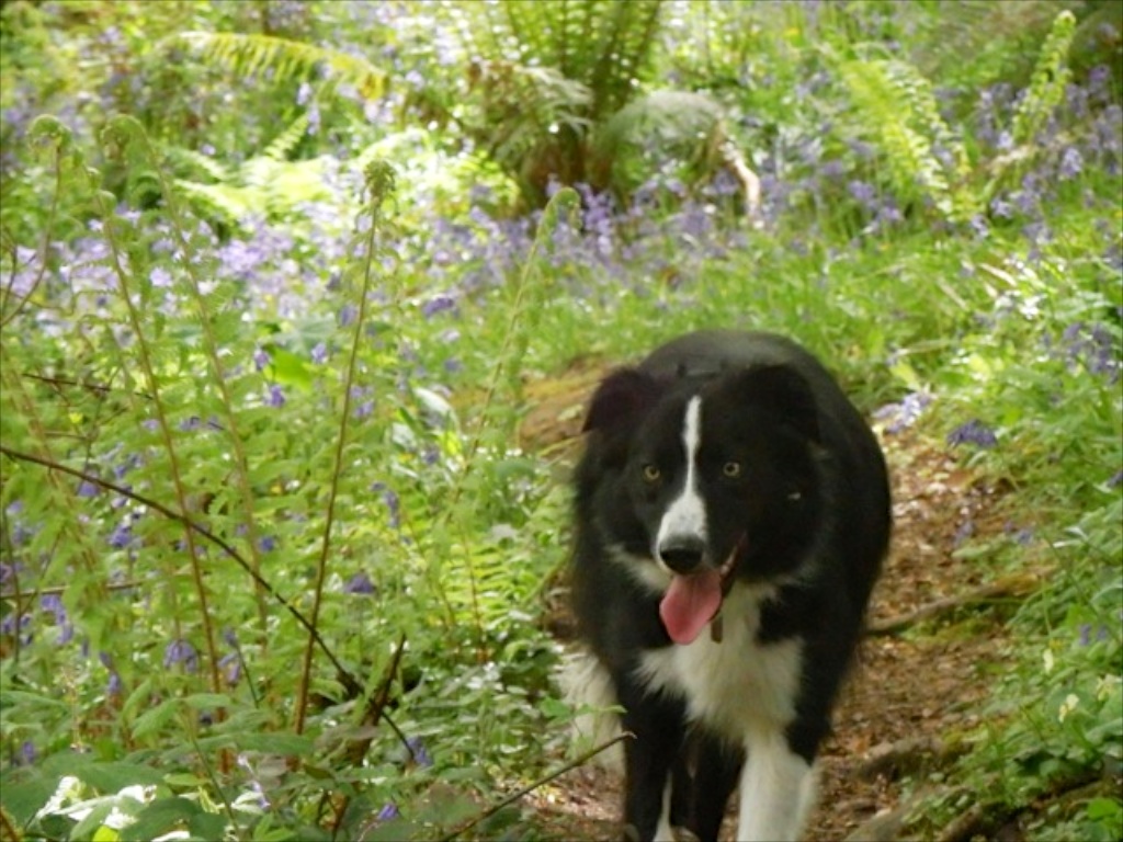 Bryn walks to Tremayne Quay