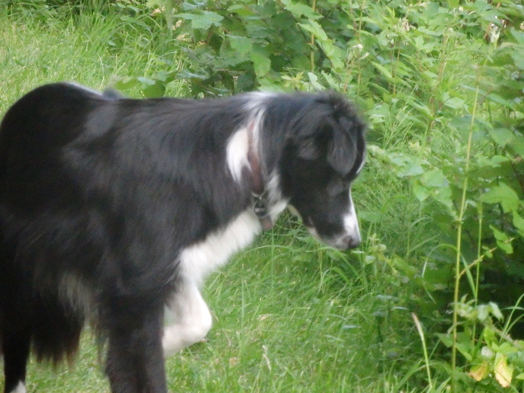 Bryn pointing ready for action