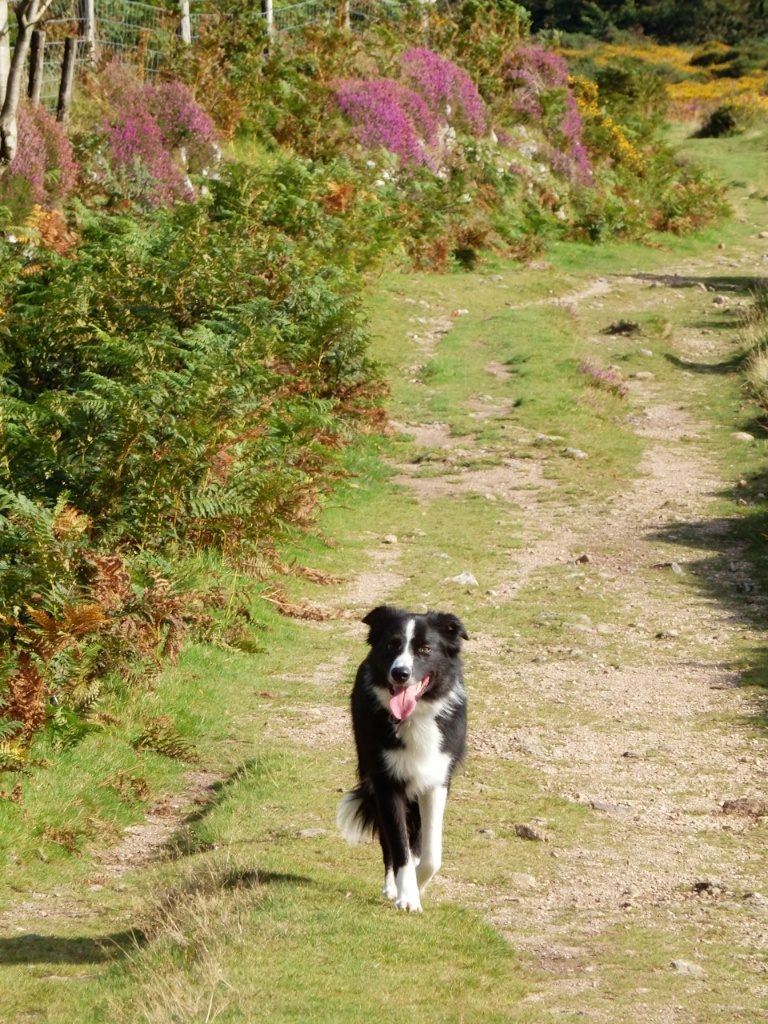 Bryn at Natsworthy 1