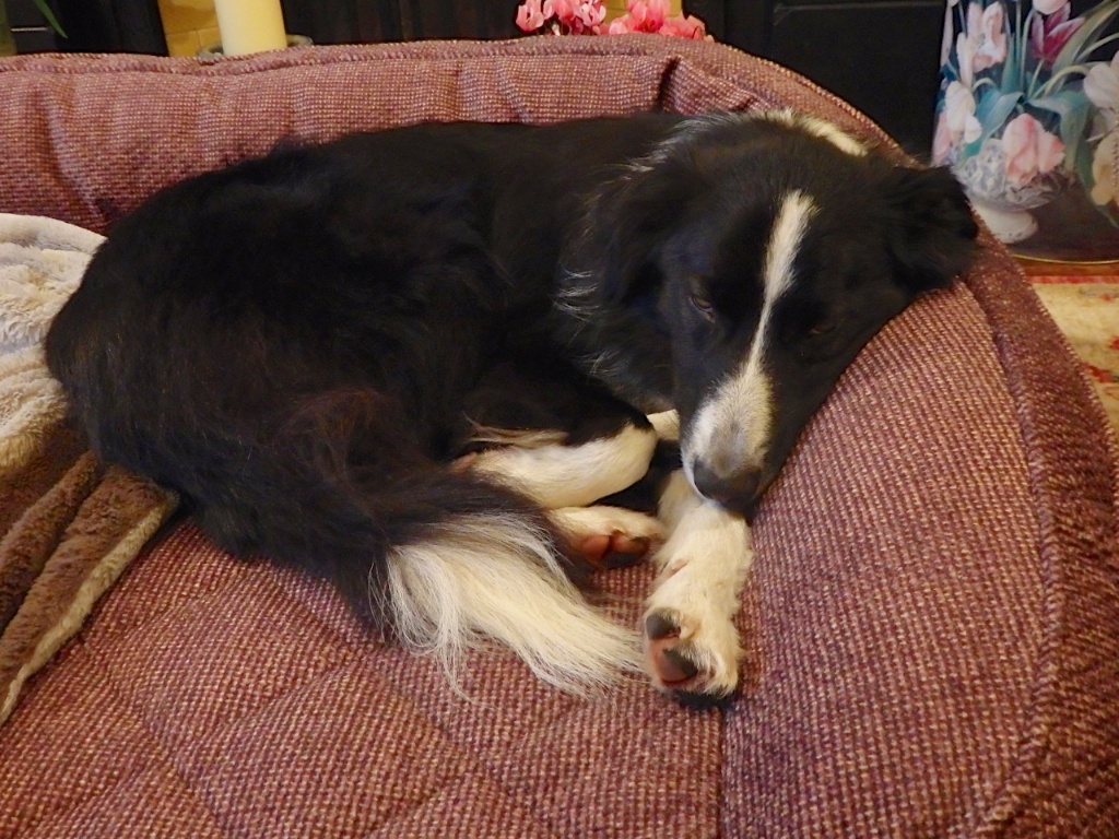 Bryn at rest on bed