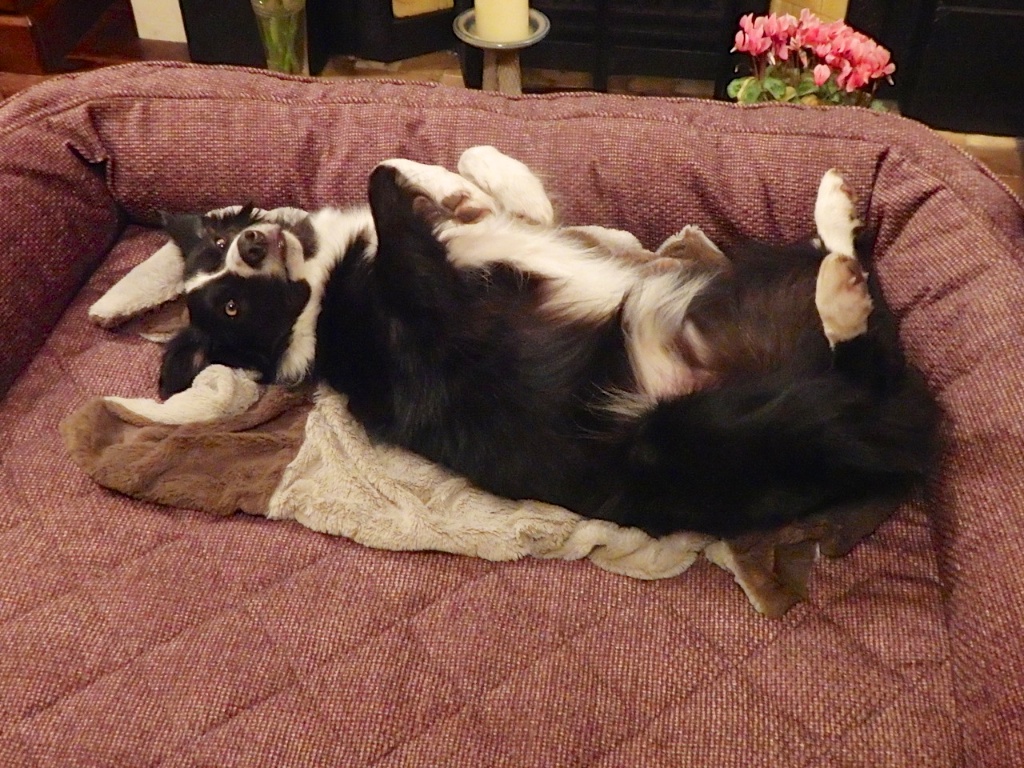 Bryn on the new bed