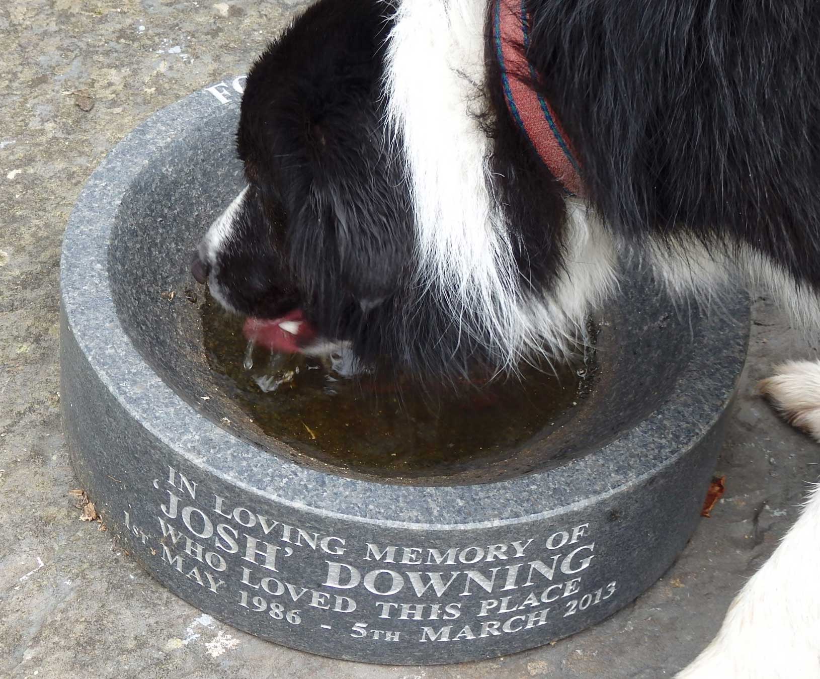 Bryn drinks from Josh's bowl