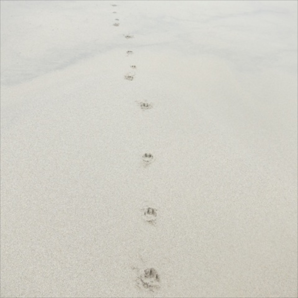 Follow the paw prints