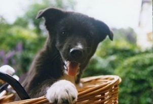 Josh in basket