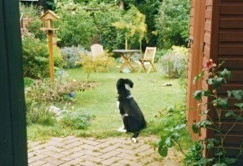 Tirn surveys back garden