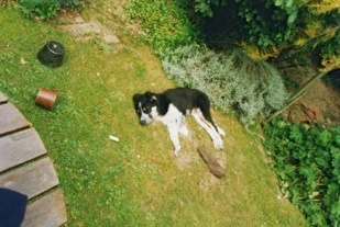 Tirn with toys