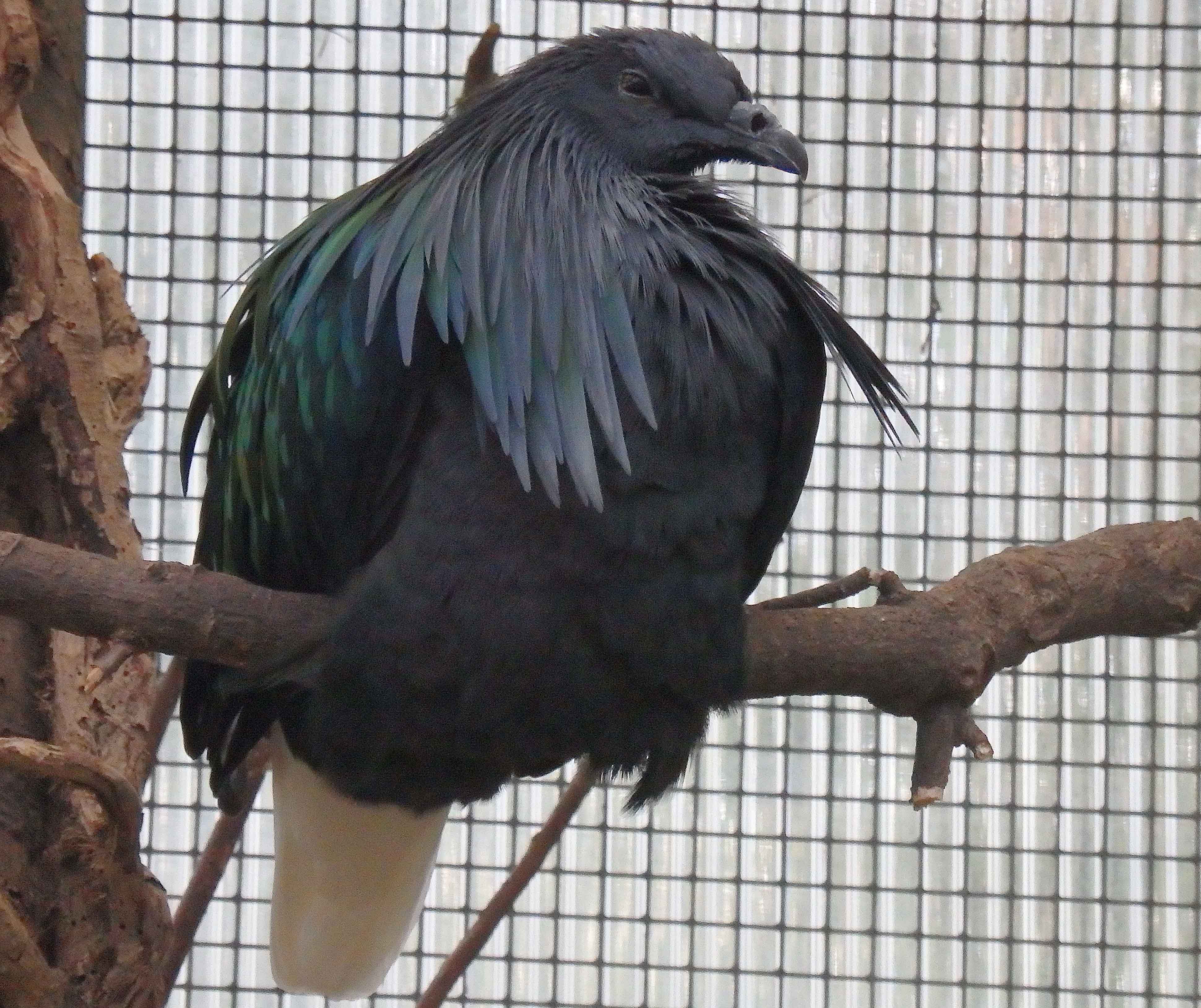 Nicobar pigeon April 2016