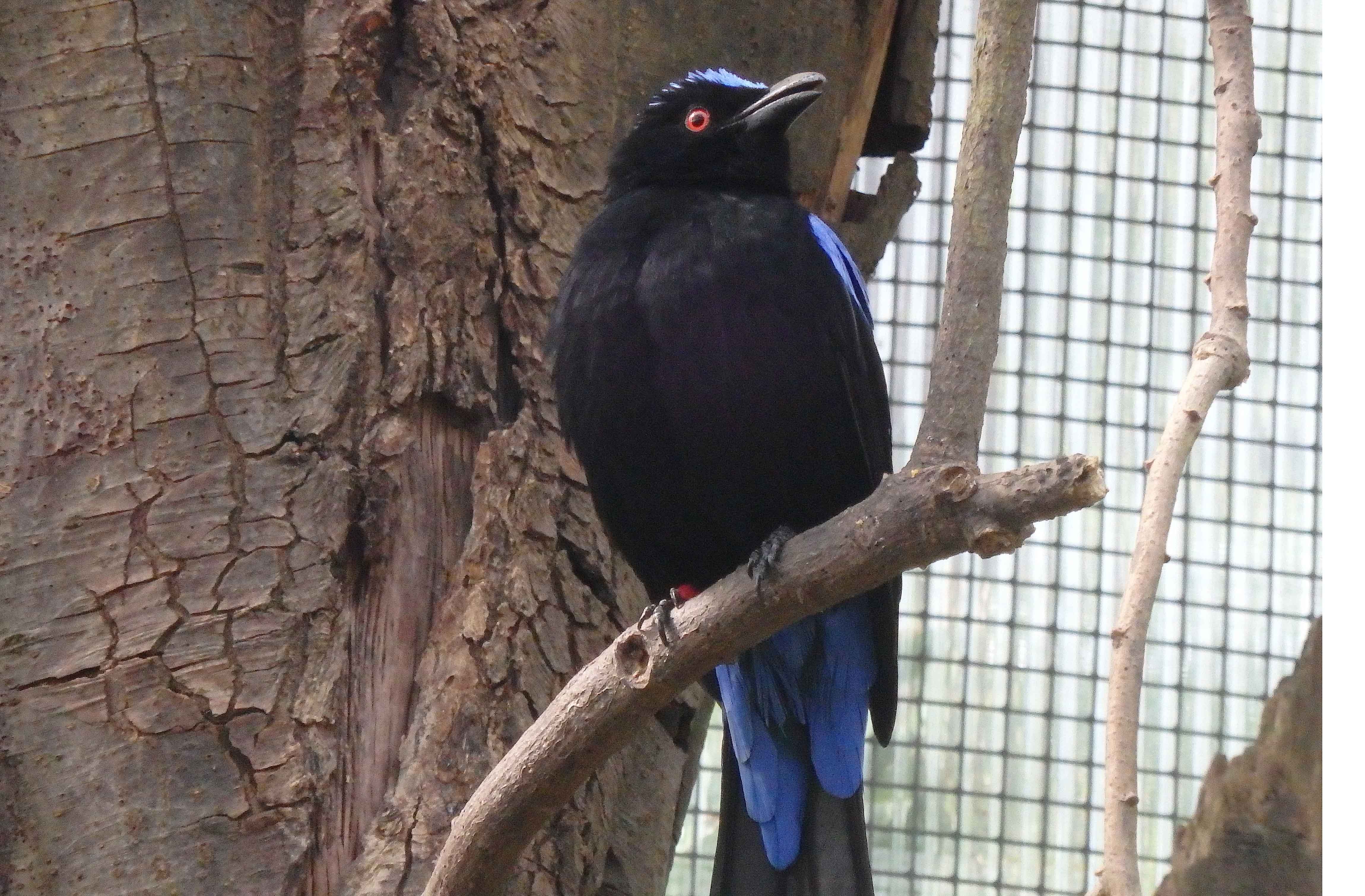 Fairy bluebird male April 2016