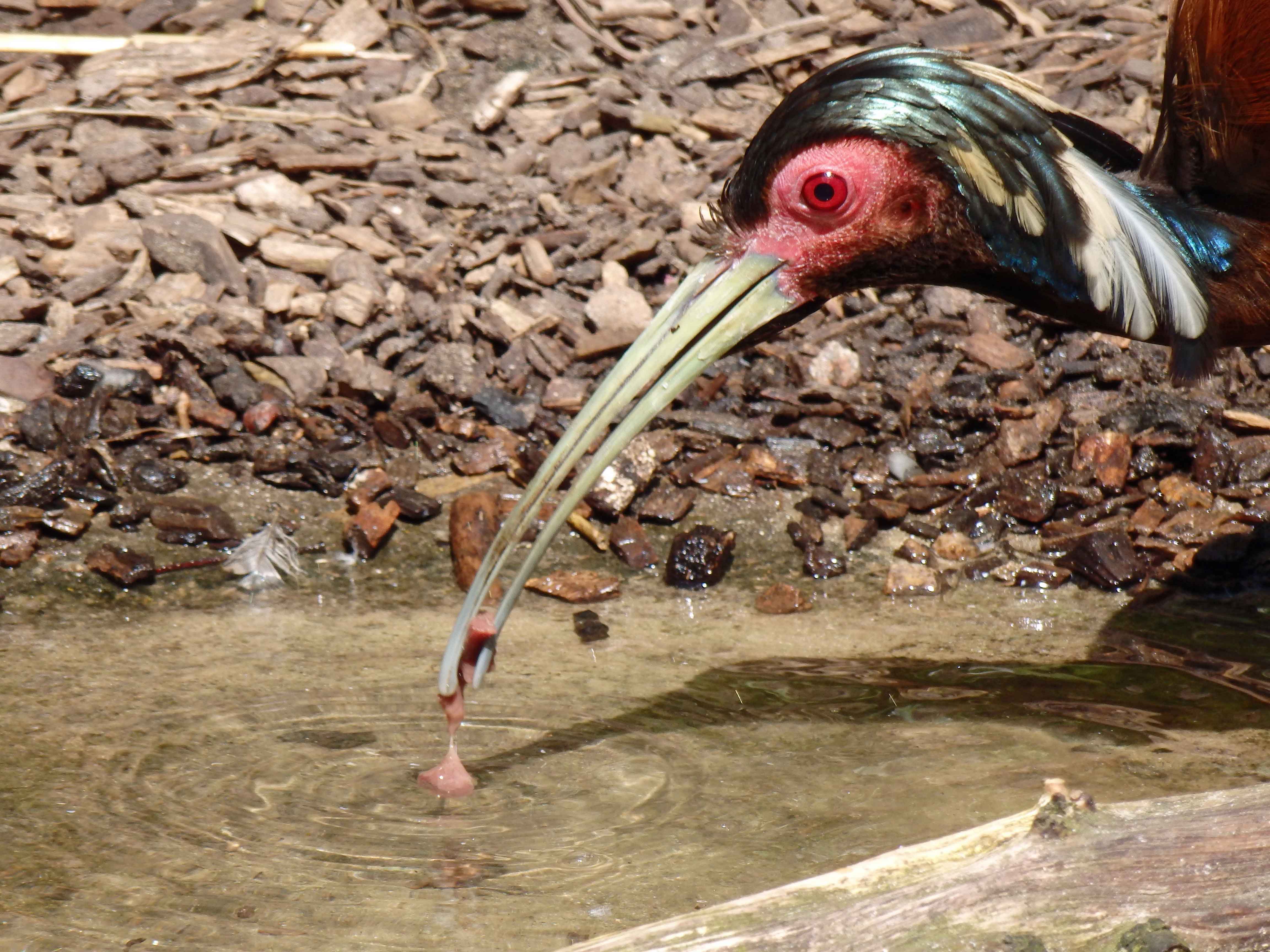 Ibis April 2016