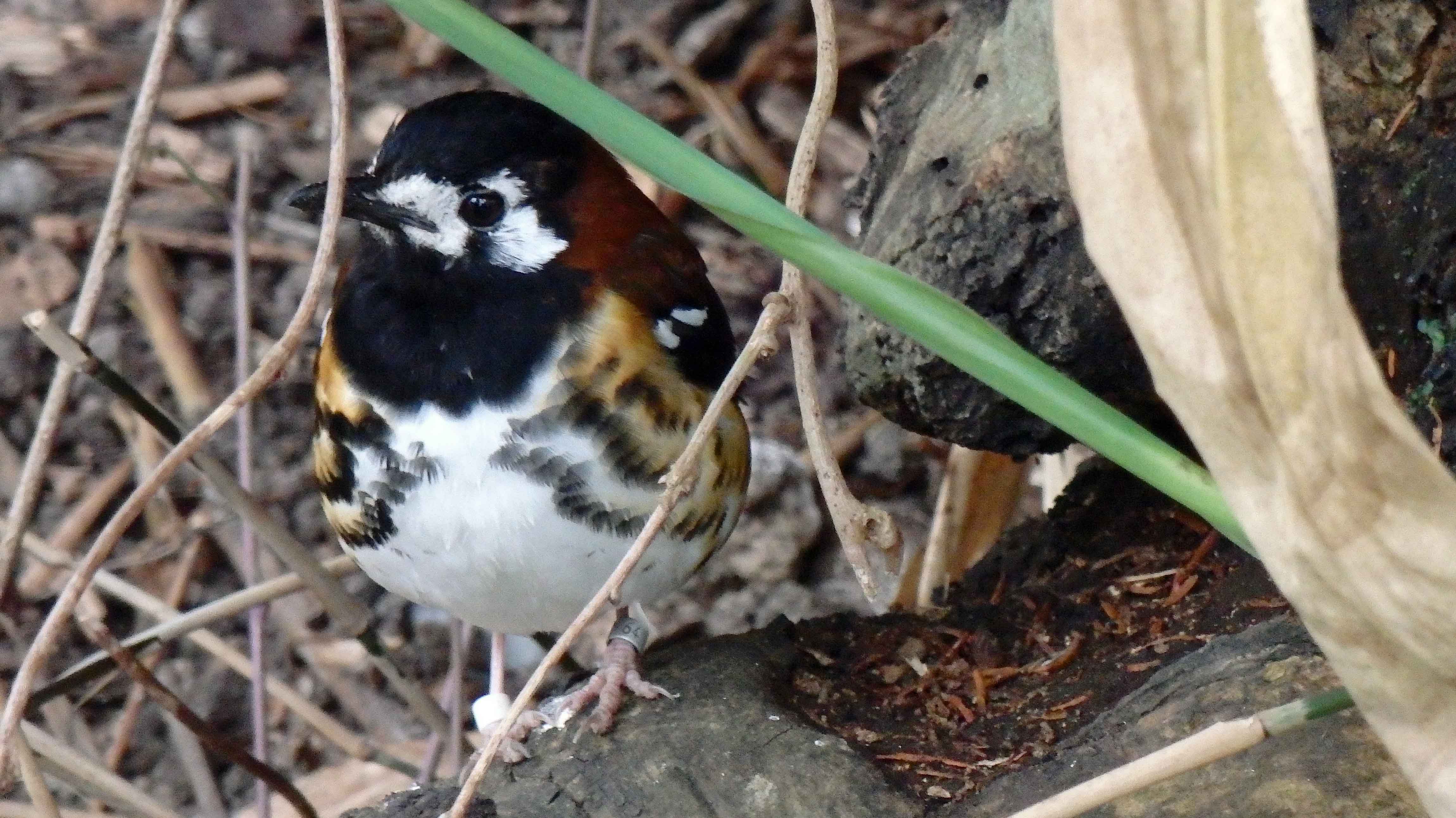 Chestnut-backed laughing thrush April 2016