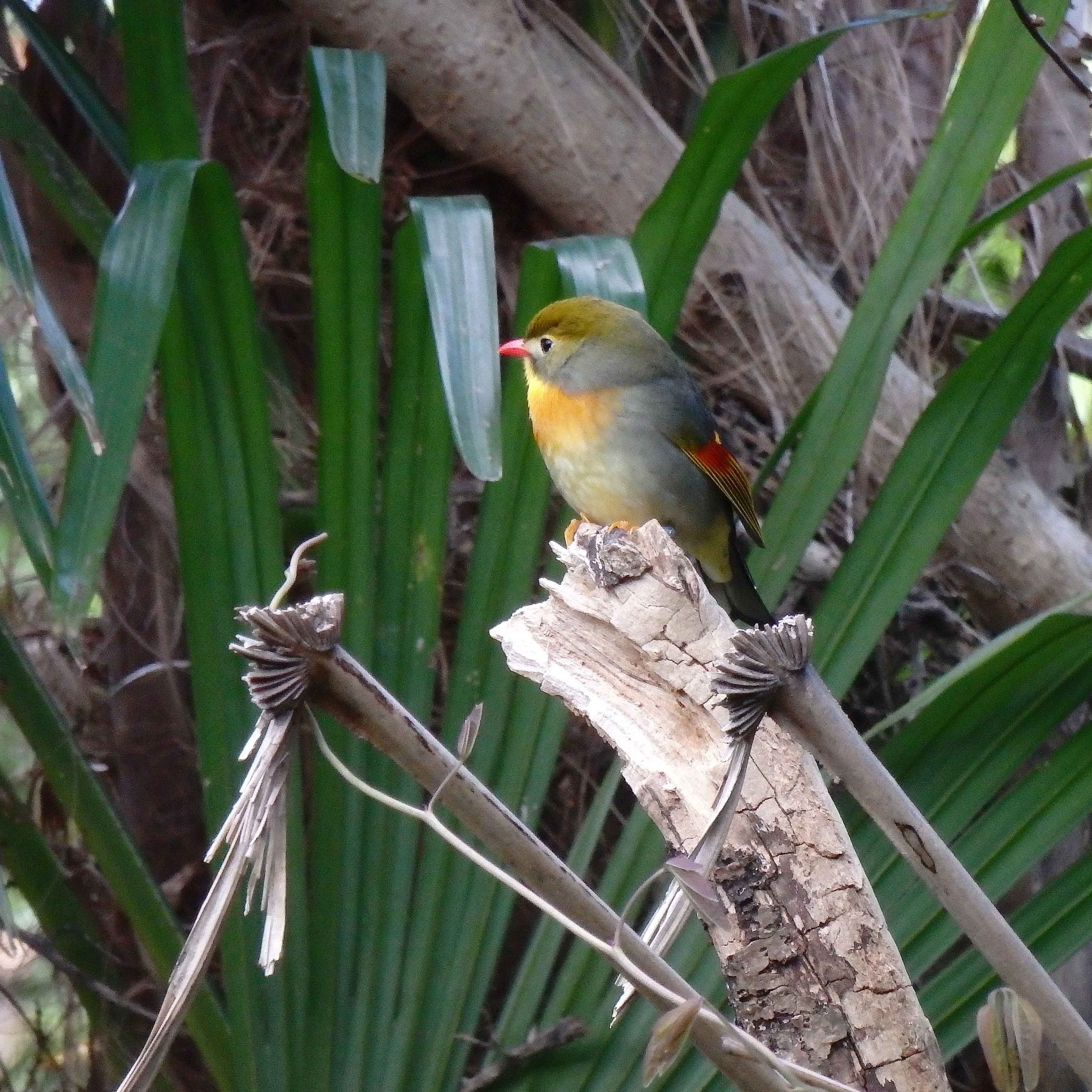 Pekin robin April 2016