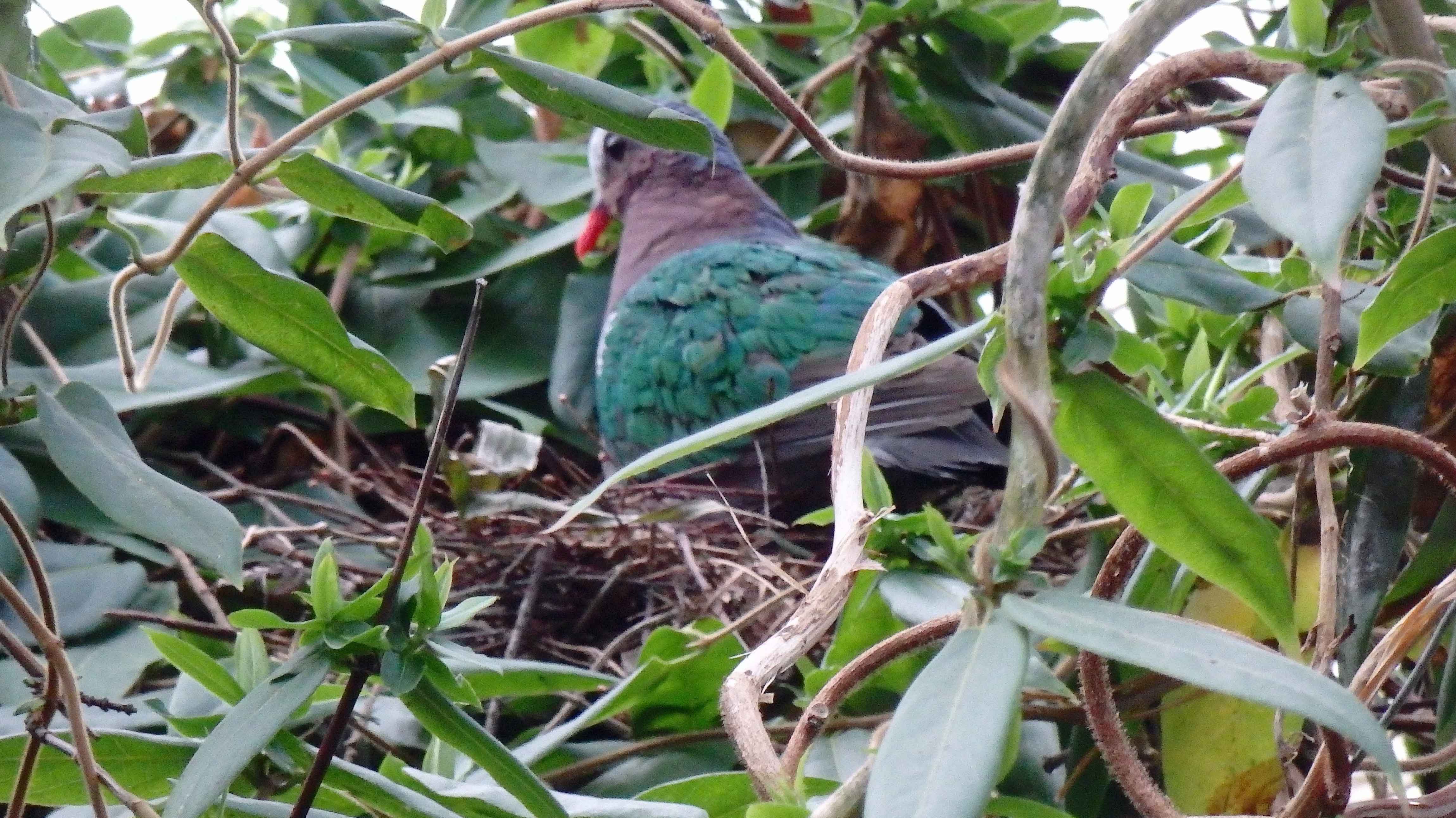 Emerald dove April 2016