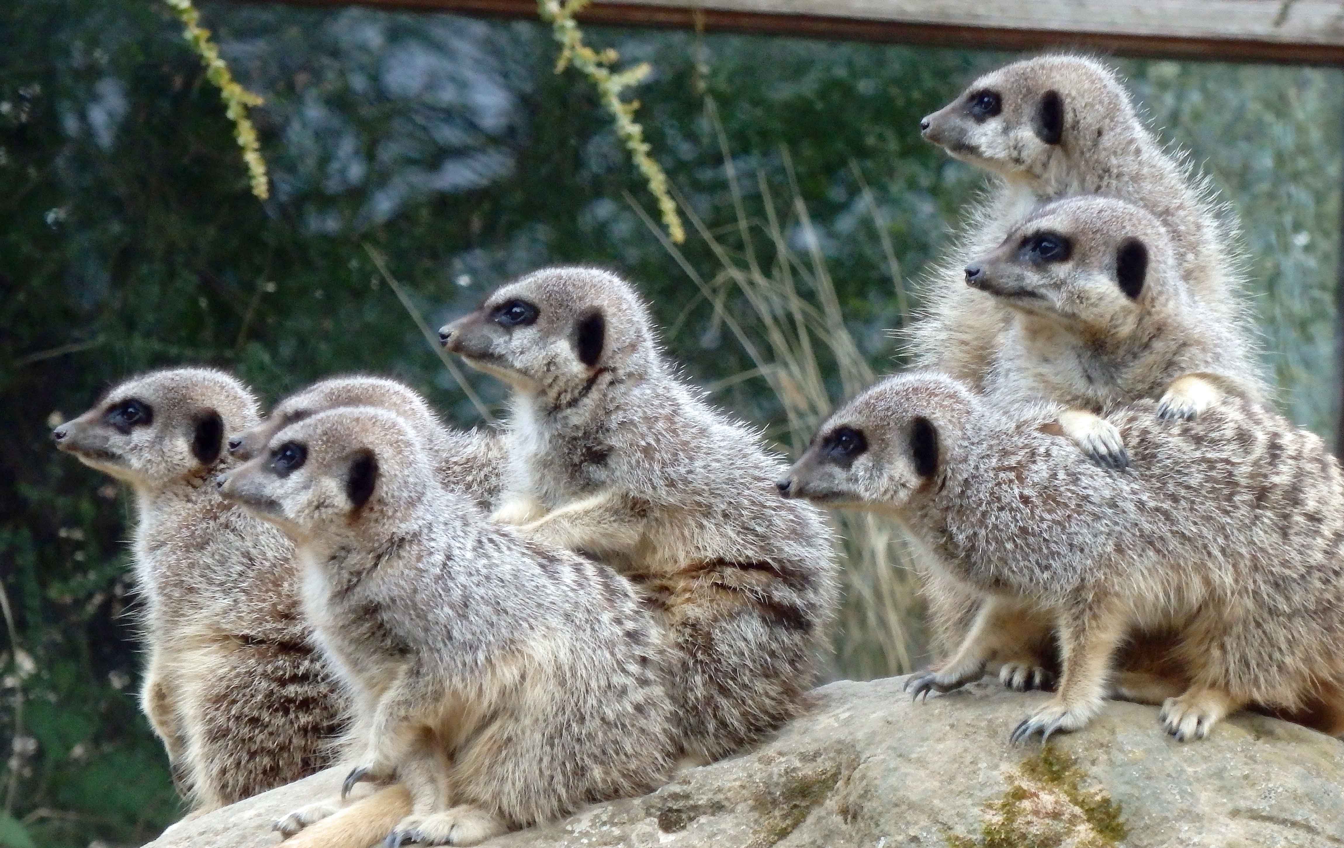 Meerkats 4 2017