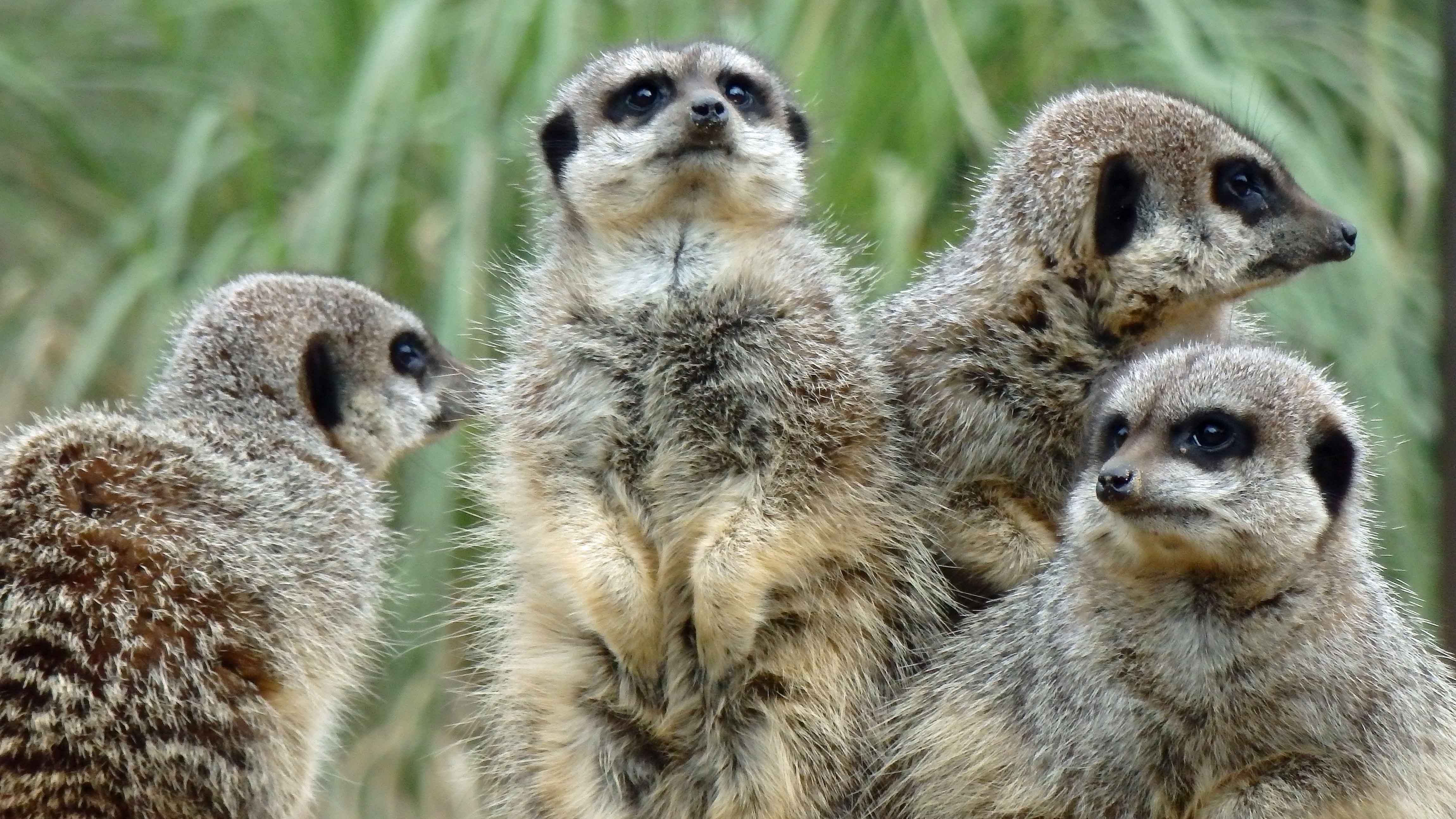 Meerkats 5 2017