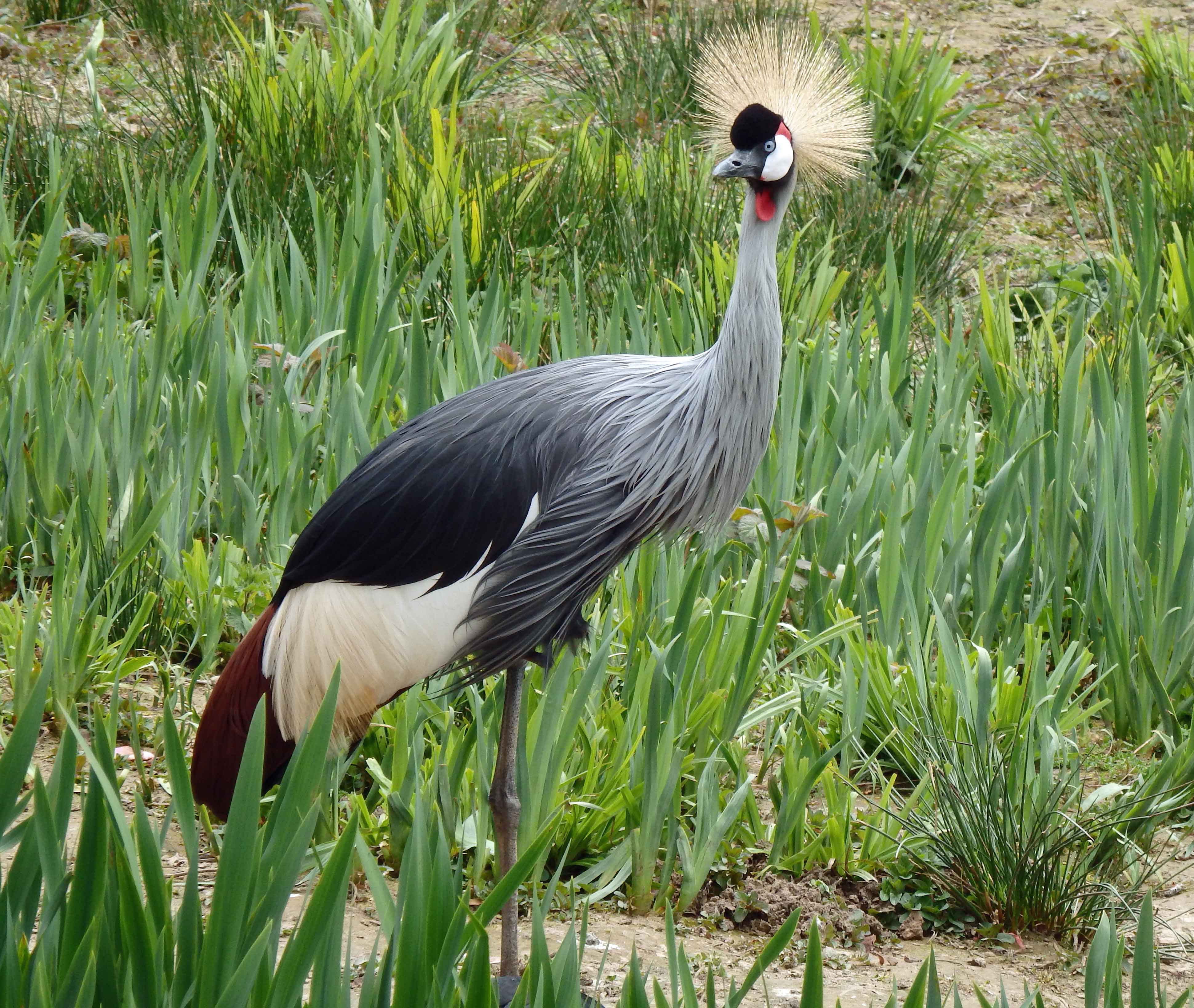 Crowned crane