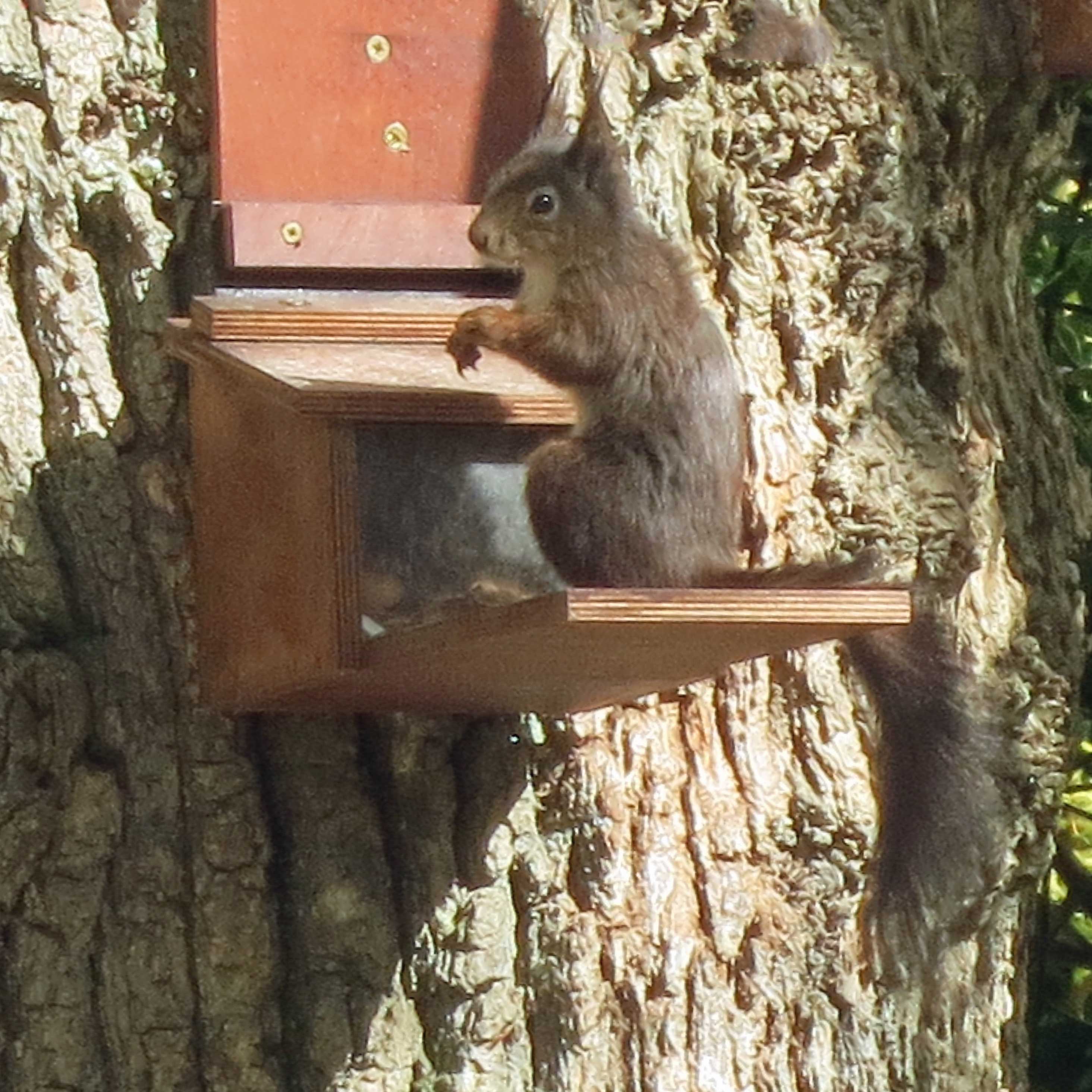 Red squirrel