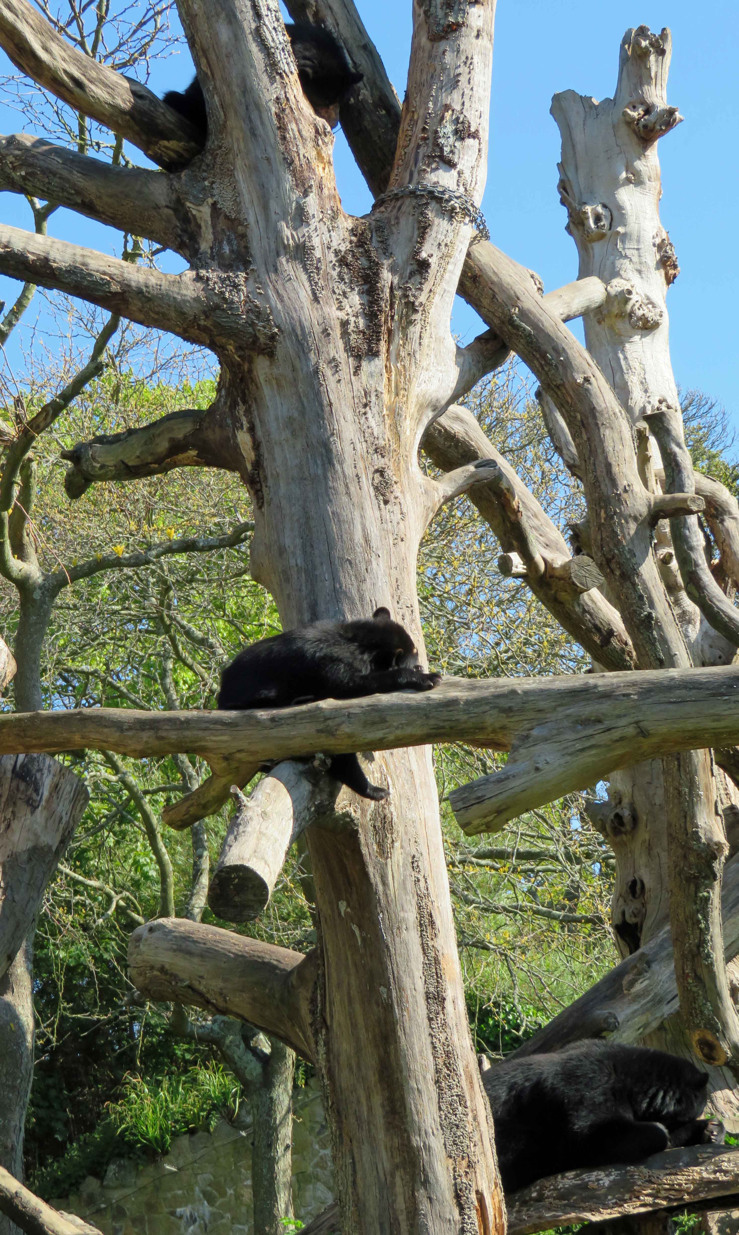 The bear family