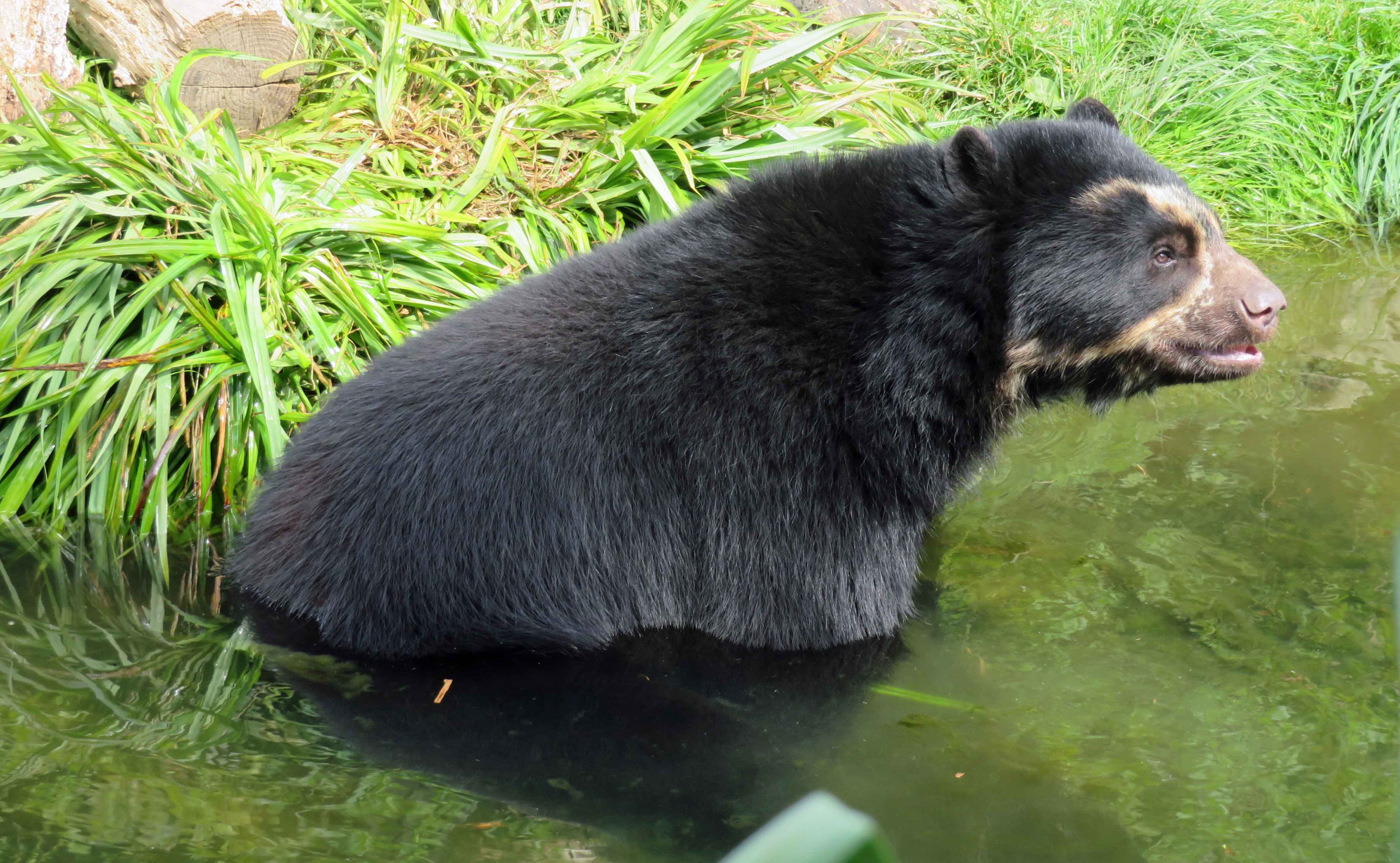 Chui in the moat