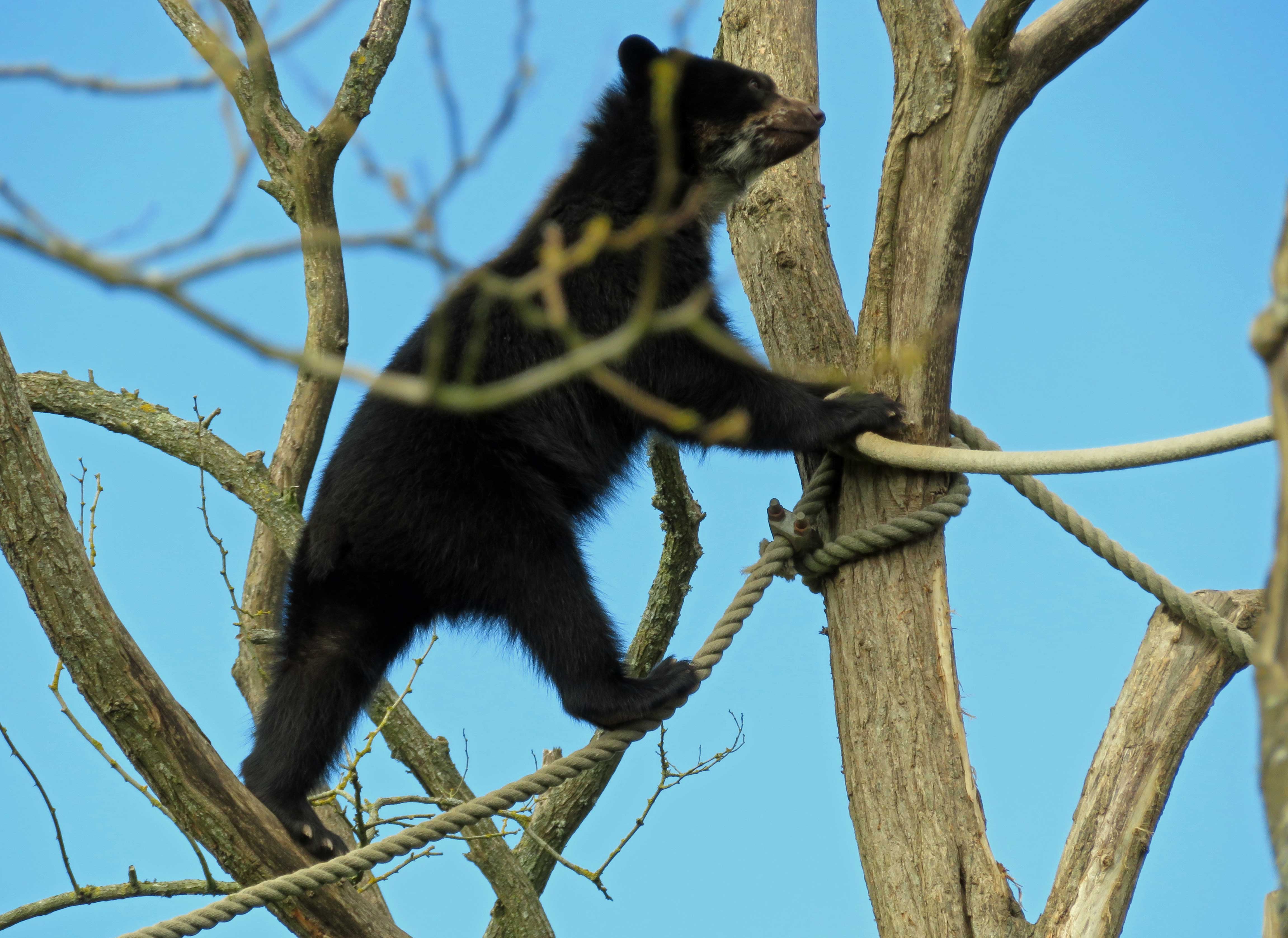 Raymi  up a tree 1