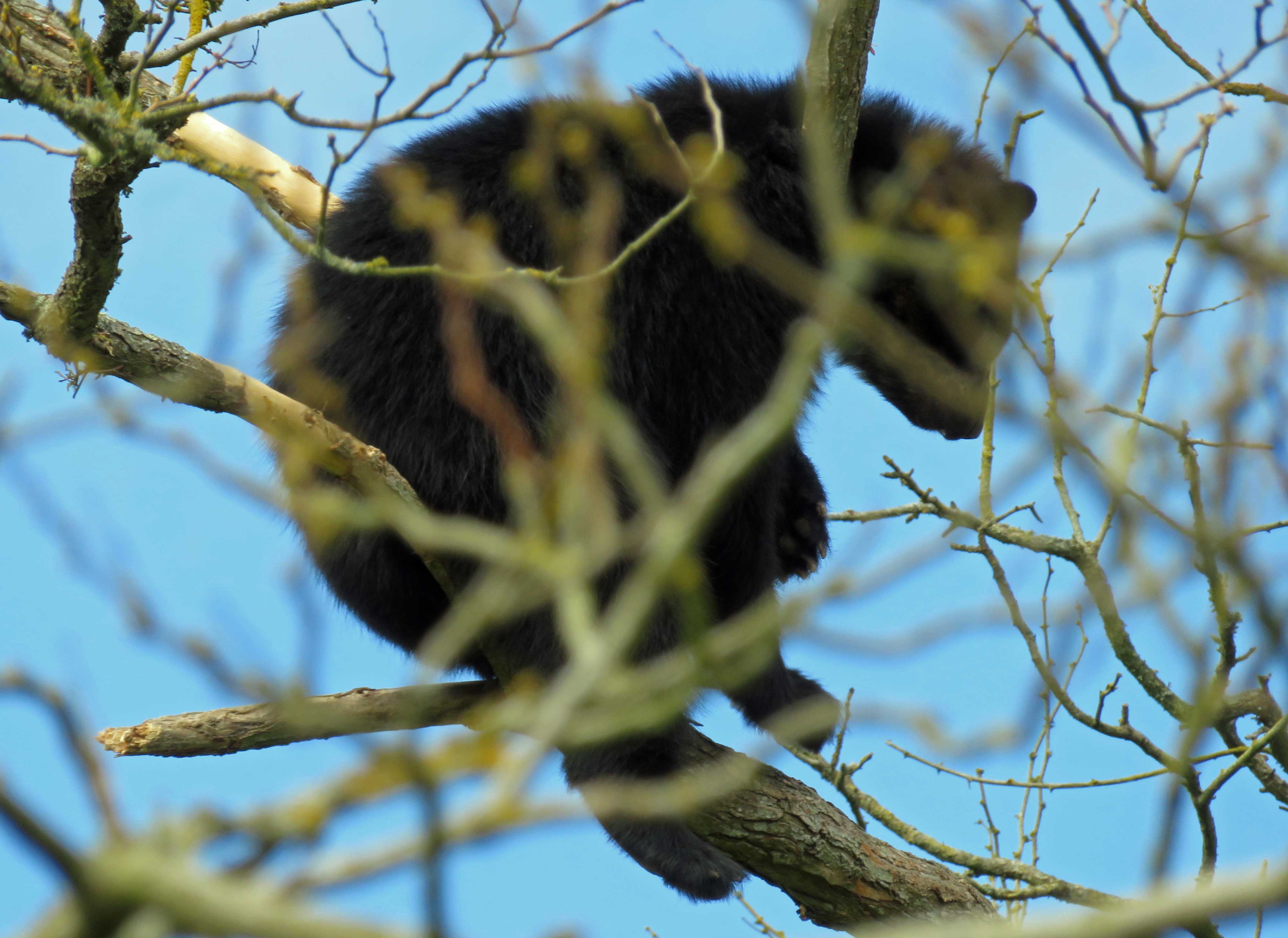 Raymi  up a tree 2