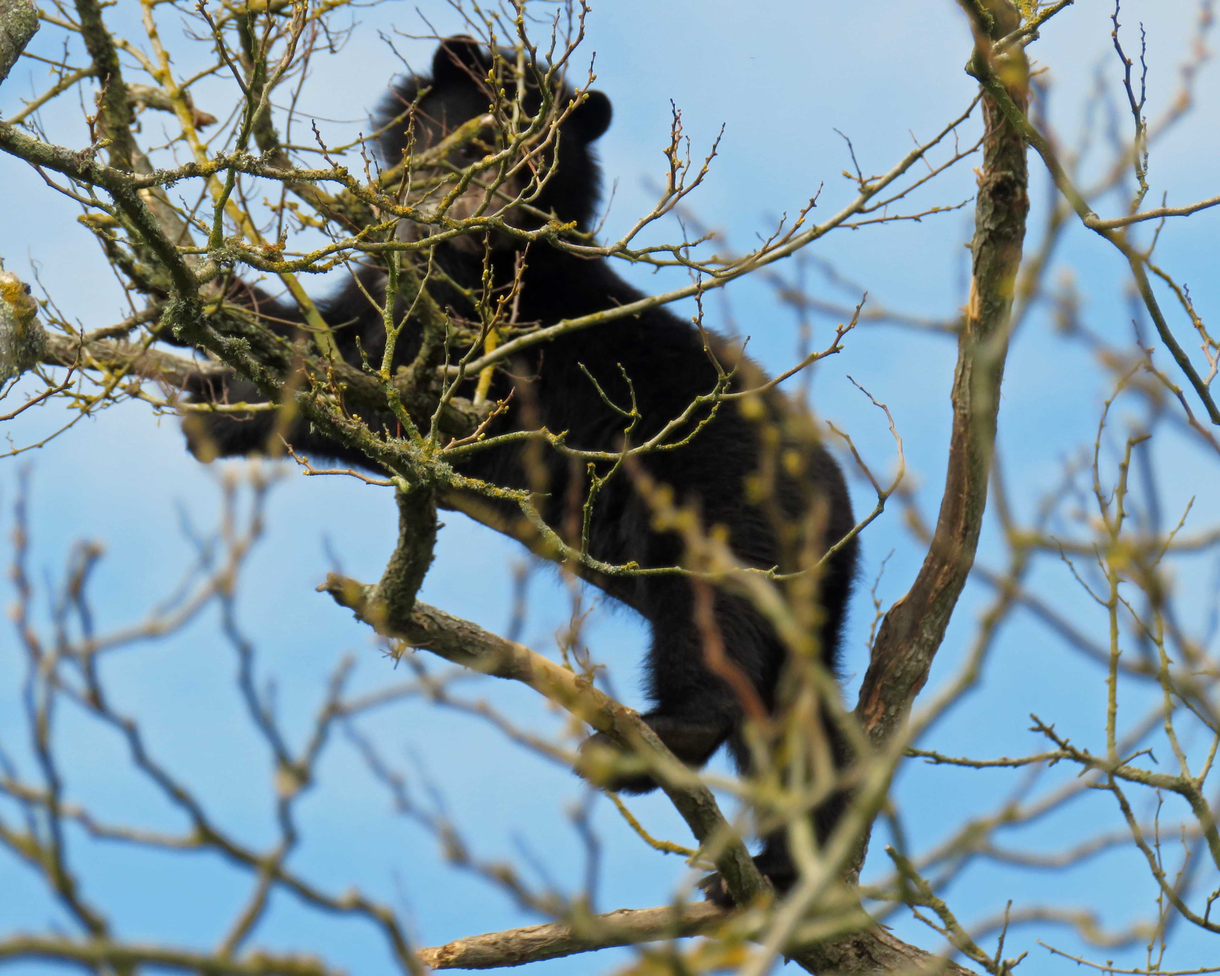 Raymi  up a tree 3