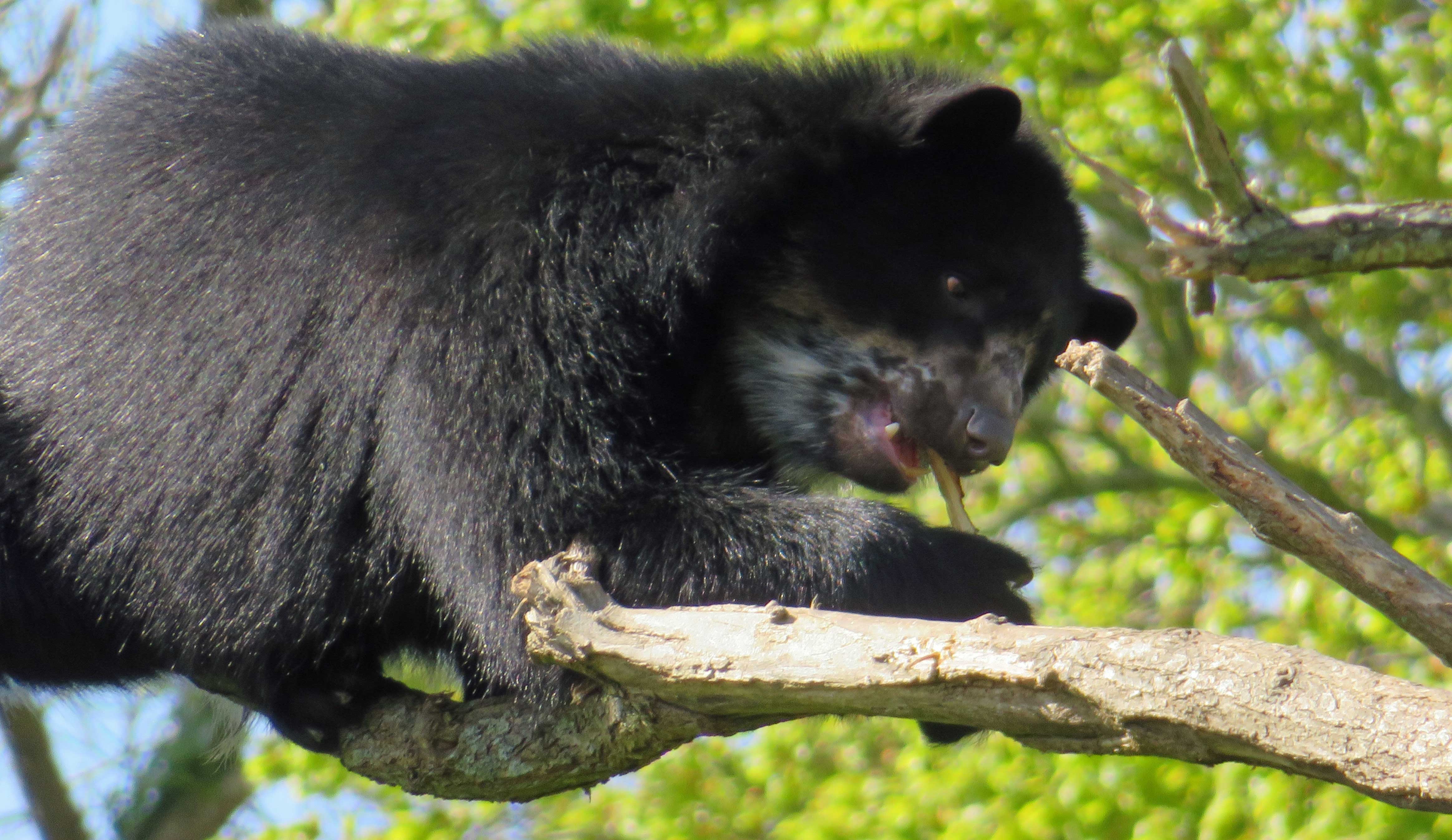 Raymi  up a tree 4