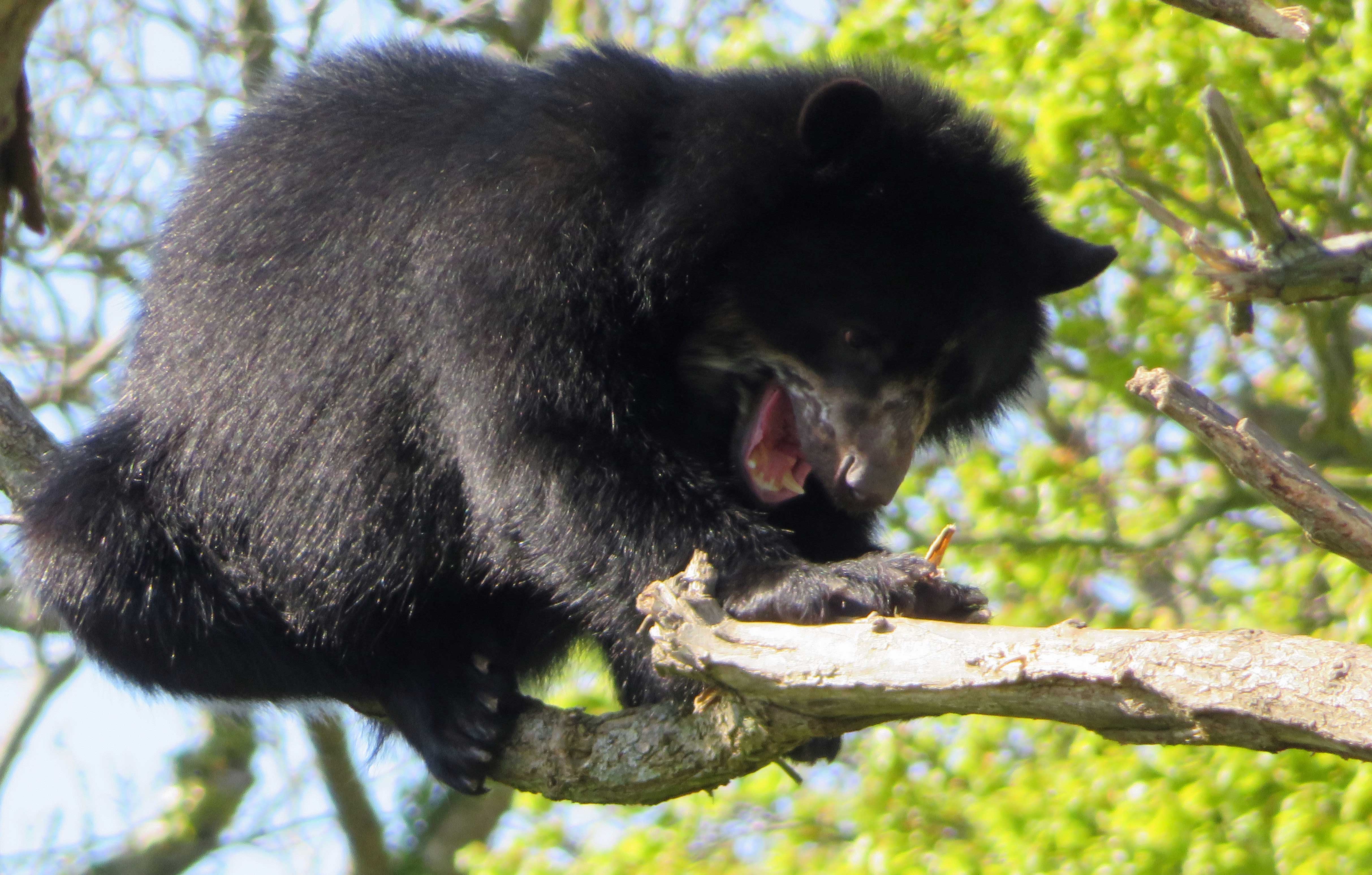 Raymi  up a tree 5