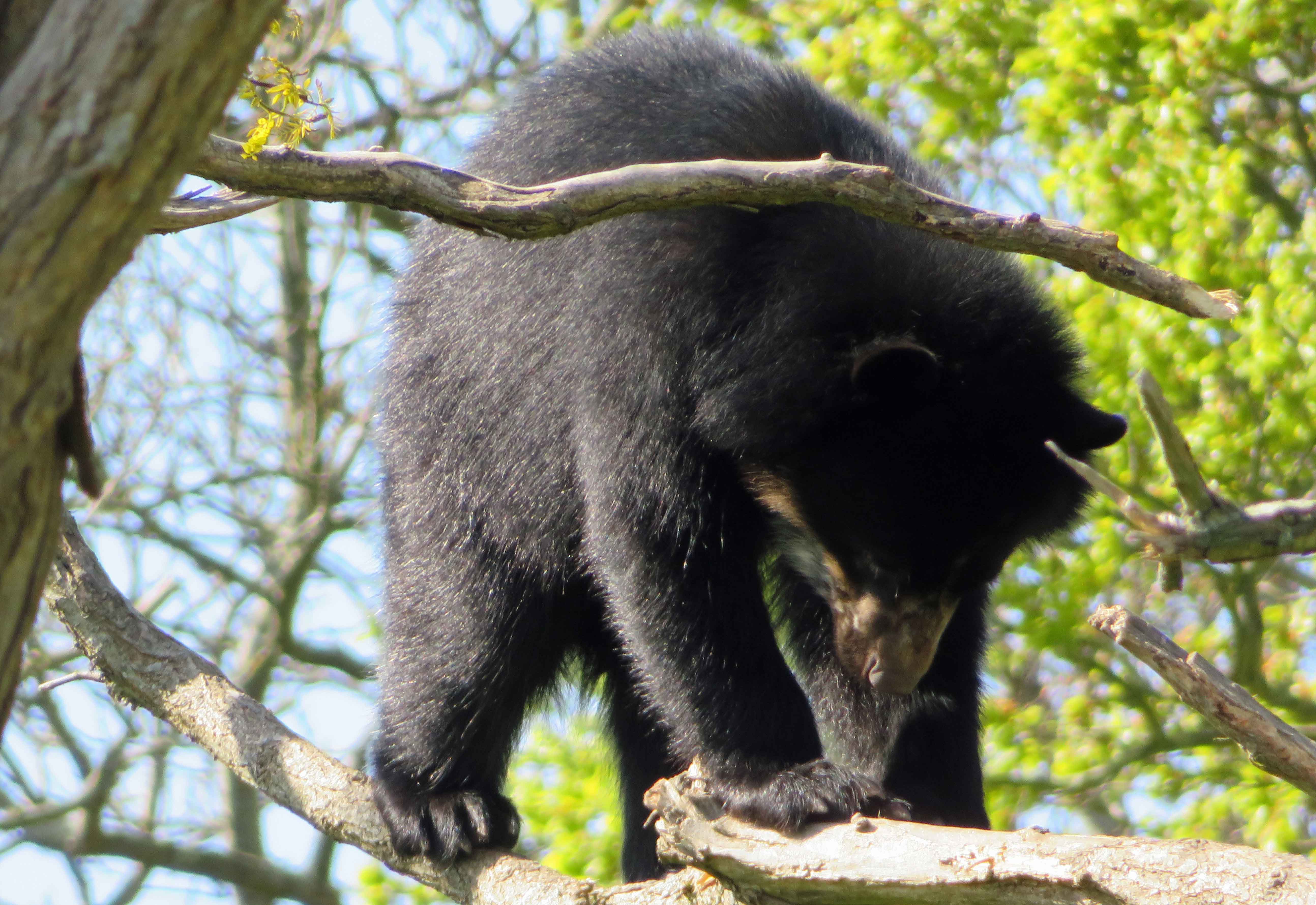 Raymi  up a tree 6