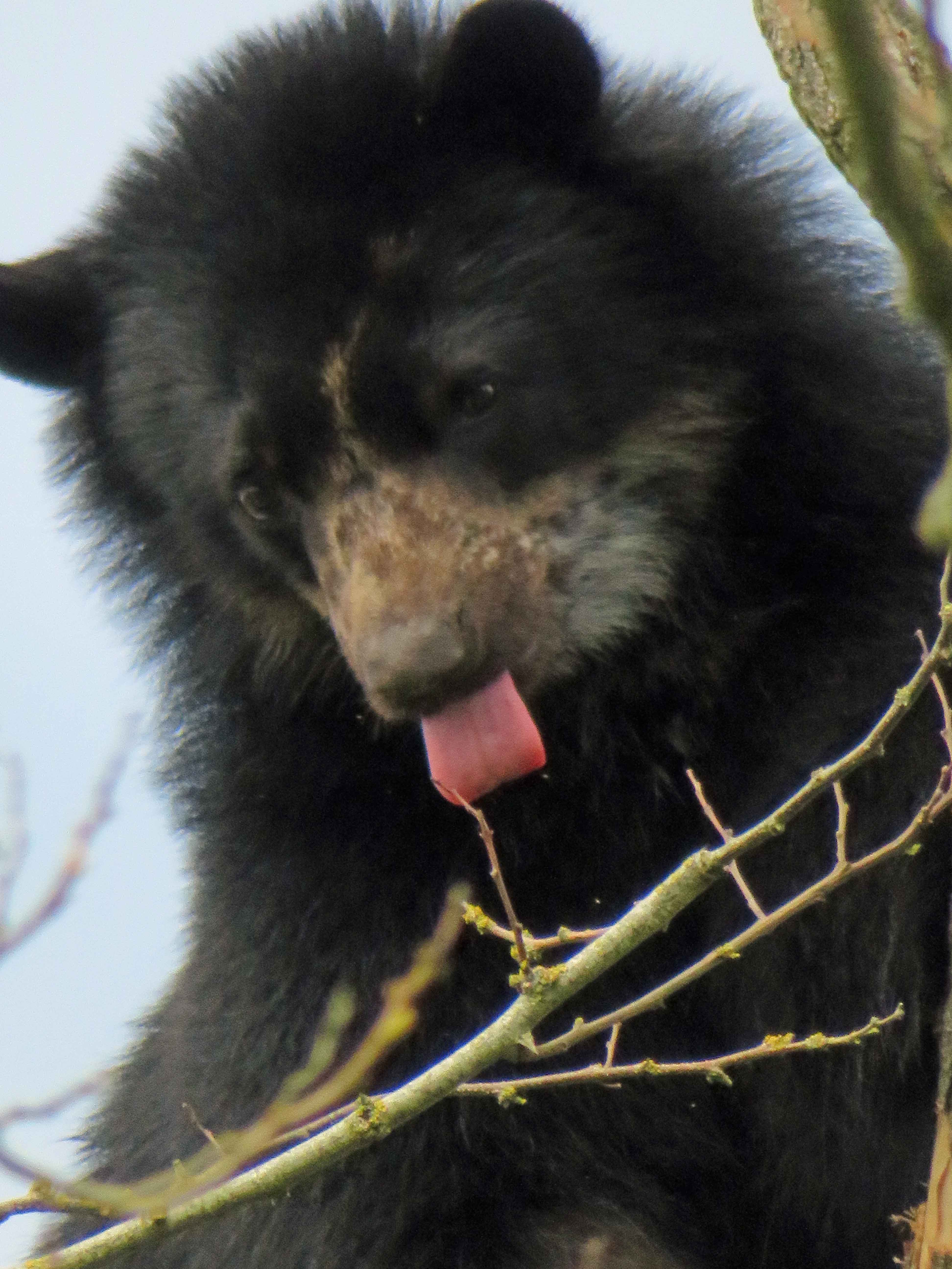 Raymi  up a tree 7