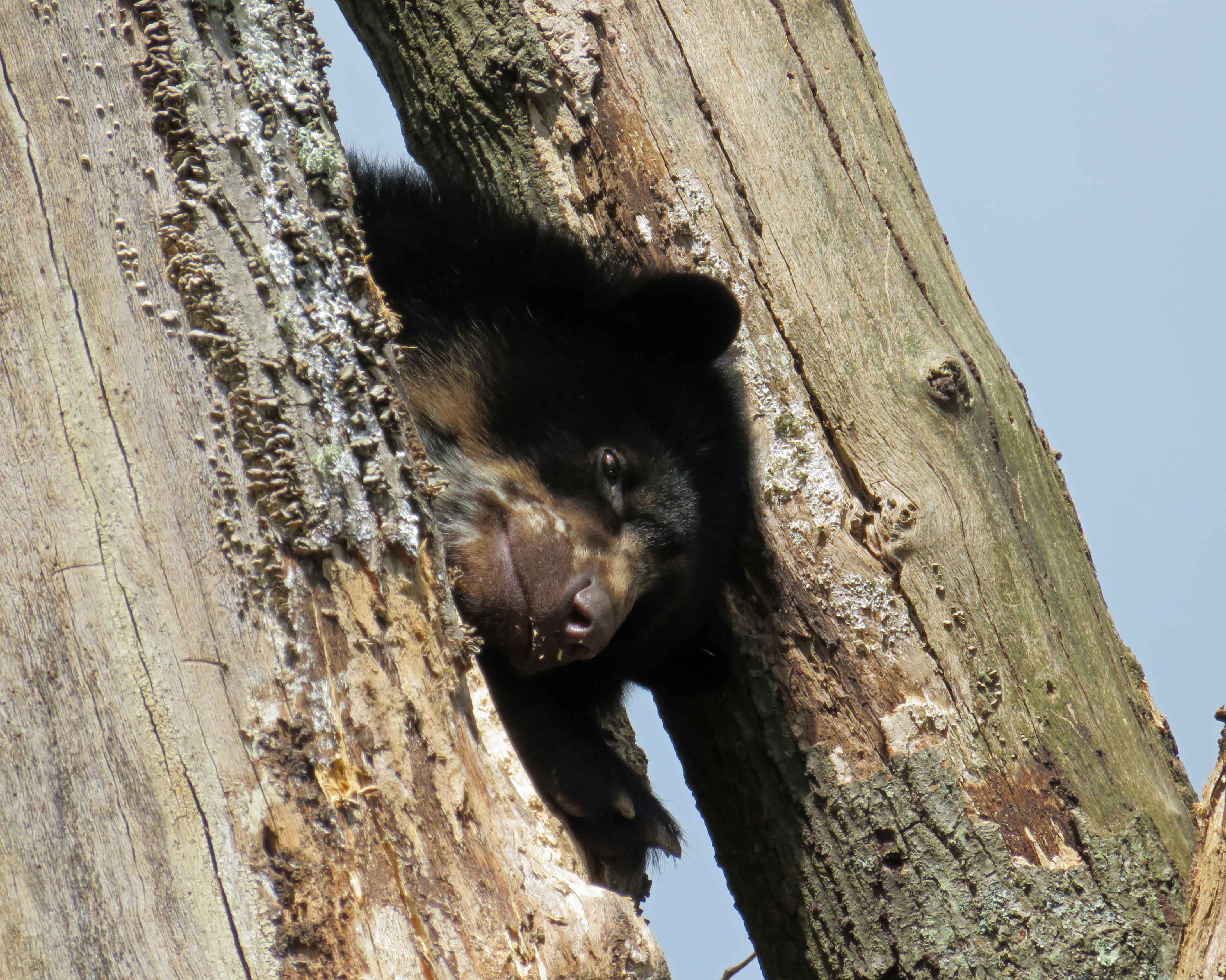 Raymi up a tree