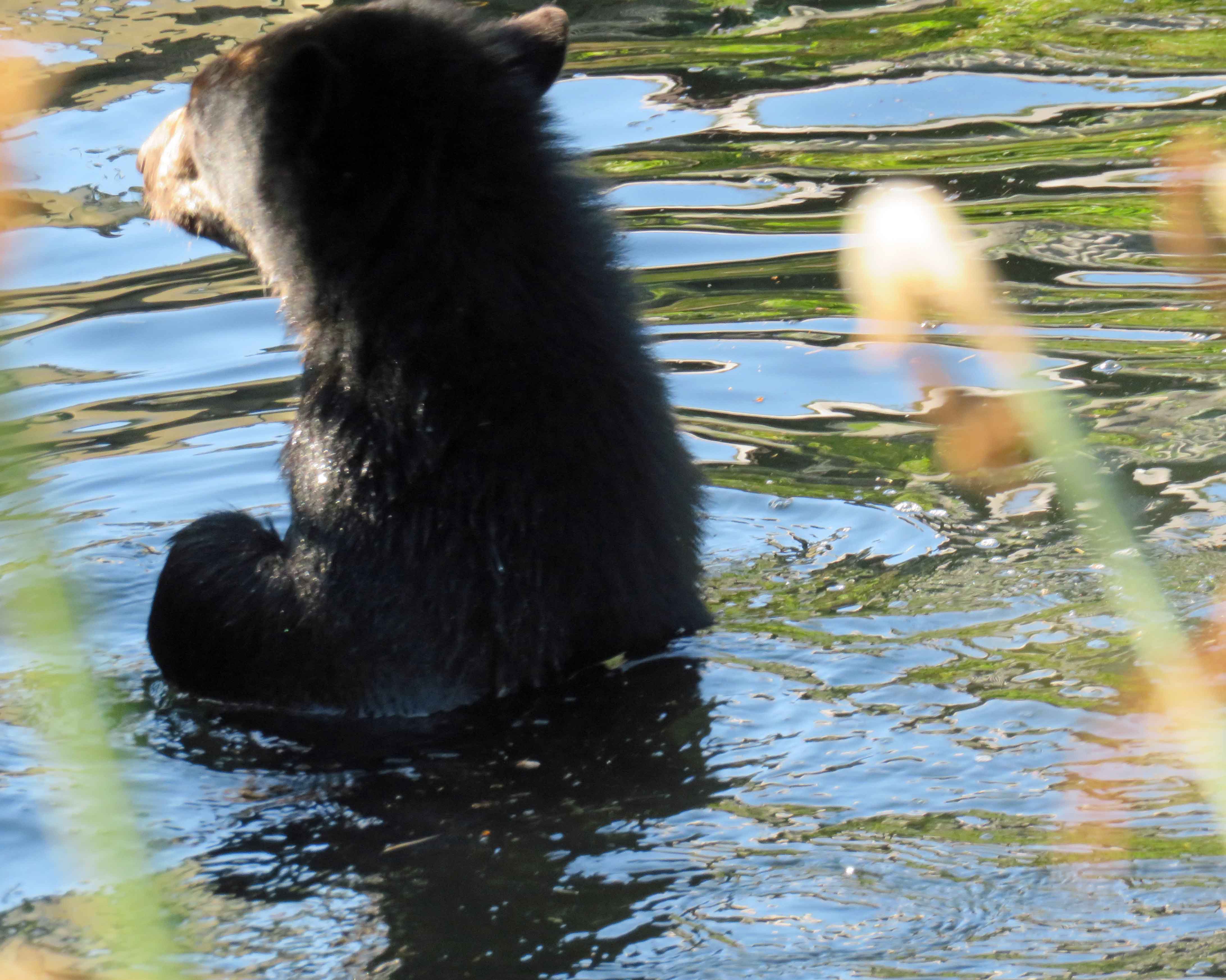 Raymi wades in the moat