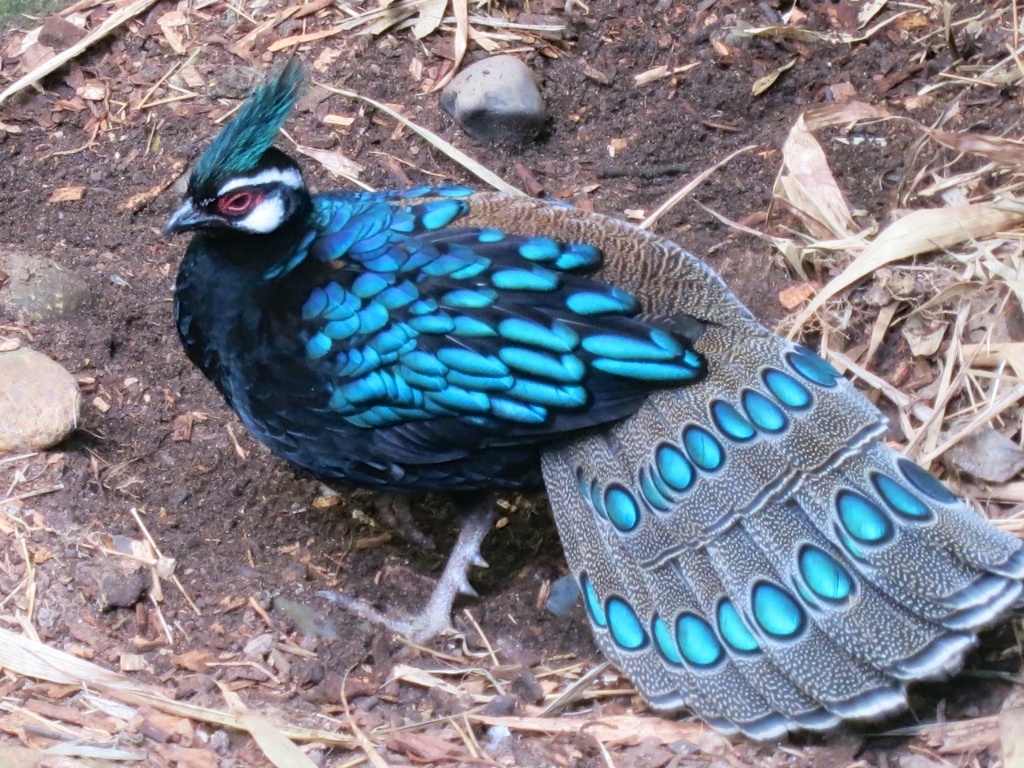 Palawan peacock pheasant