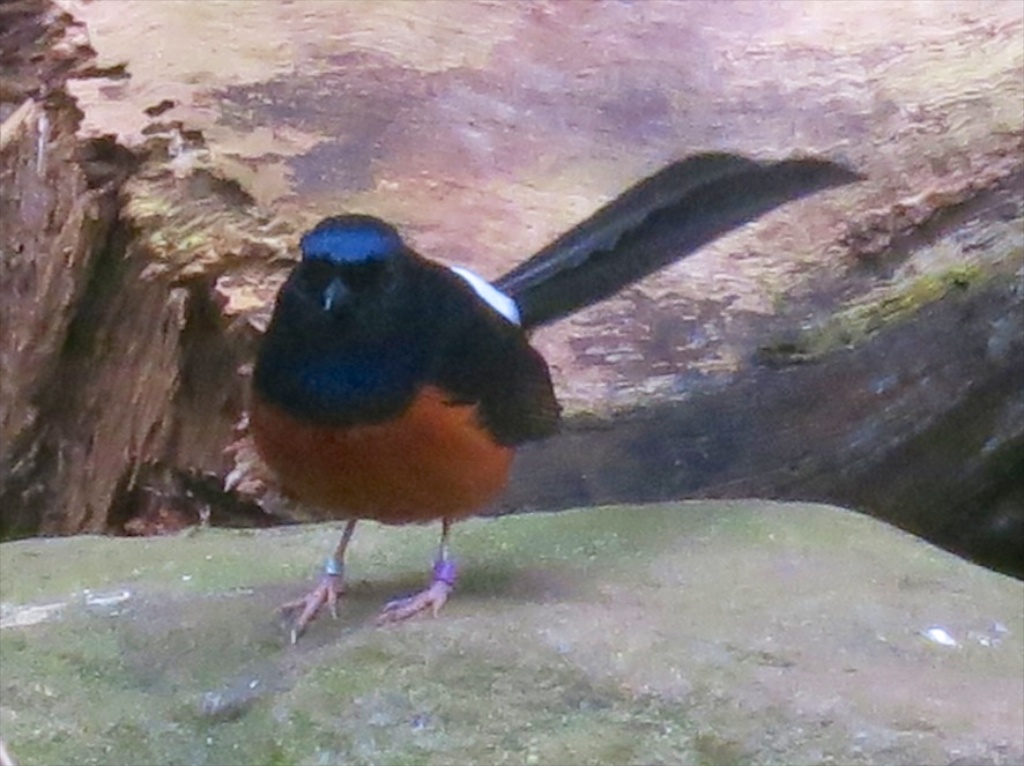 White-rumped shama