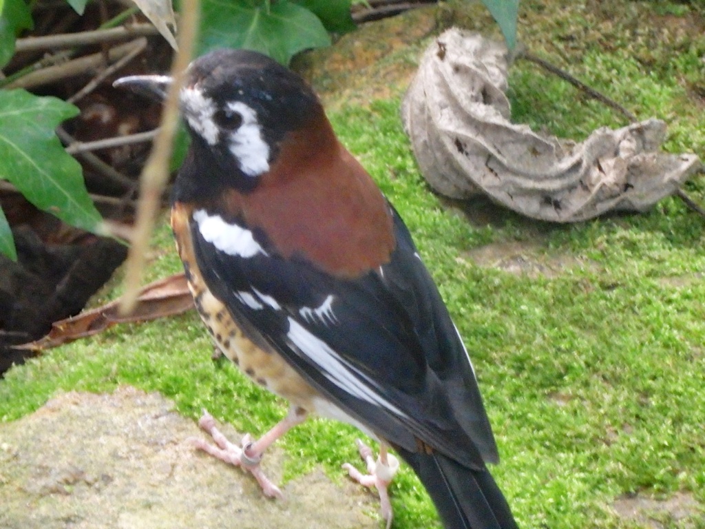 A male chestnut-backed thrush