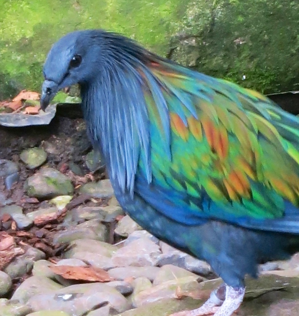 Nicobar pigeon