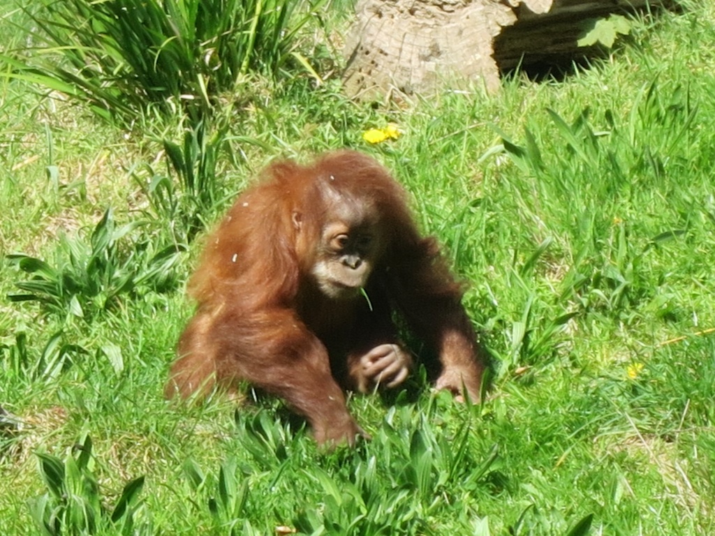 Orang baby