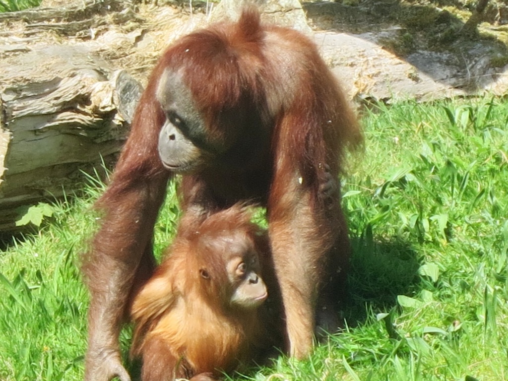 Orang mother with baby on grass 1