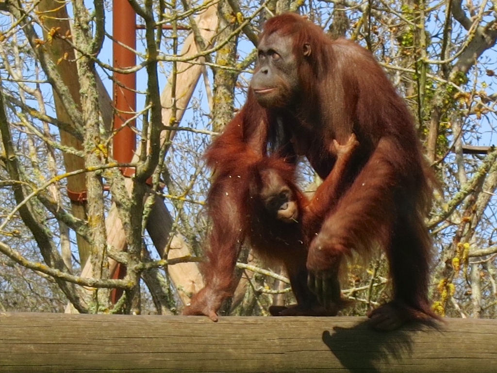 Orang mother and baby on the bridge 3