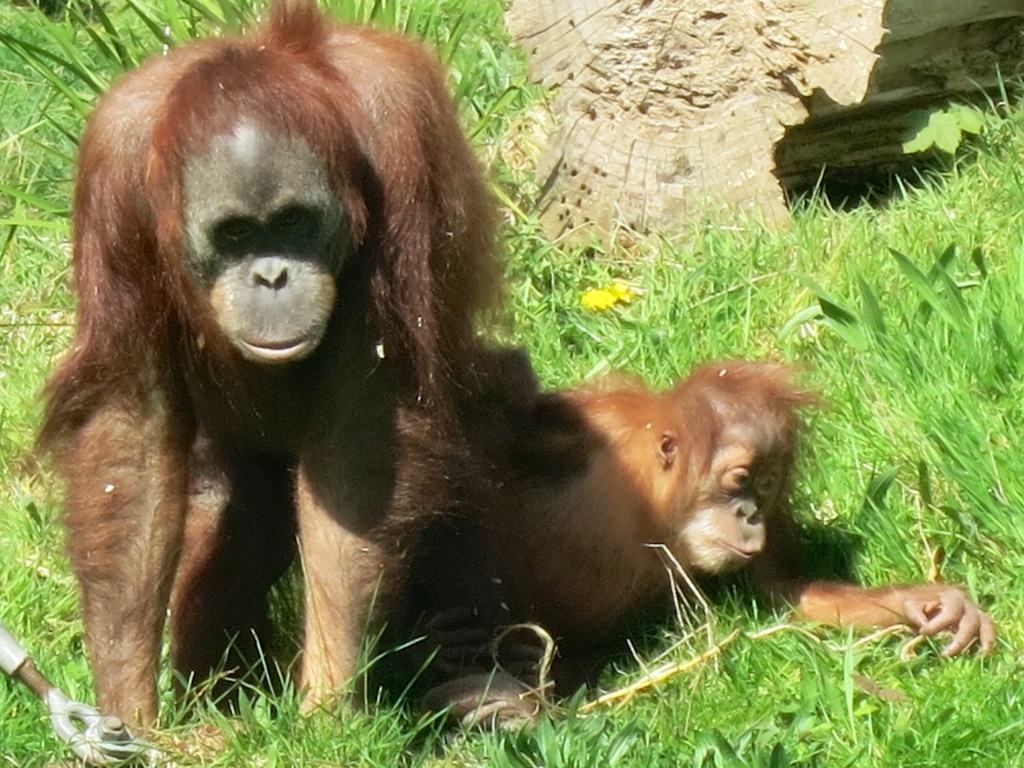 Orang mother with baby on grass 2