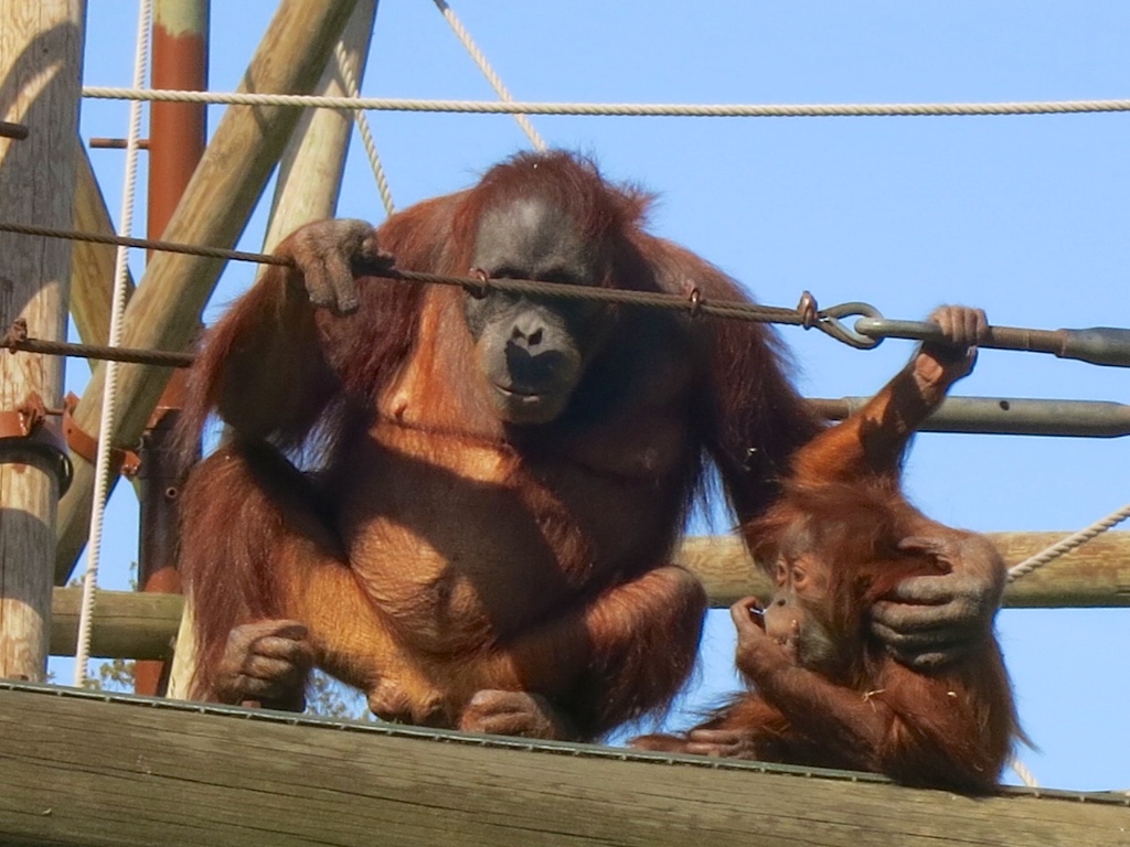 Orang mother and baby on the bridge 1