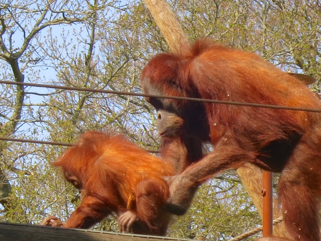 Orang mother and baby on the bridge 2