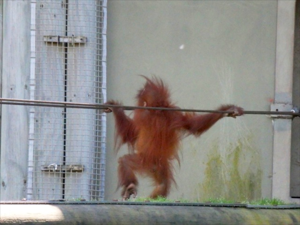 orang baby Kea 1