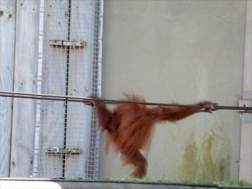 orang baby Kea 2