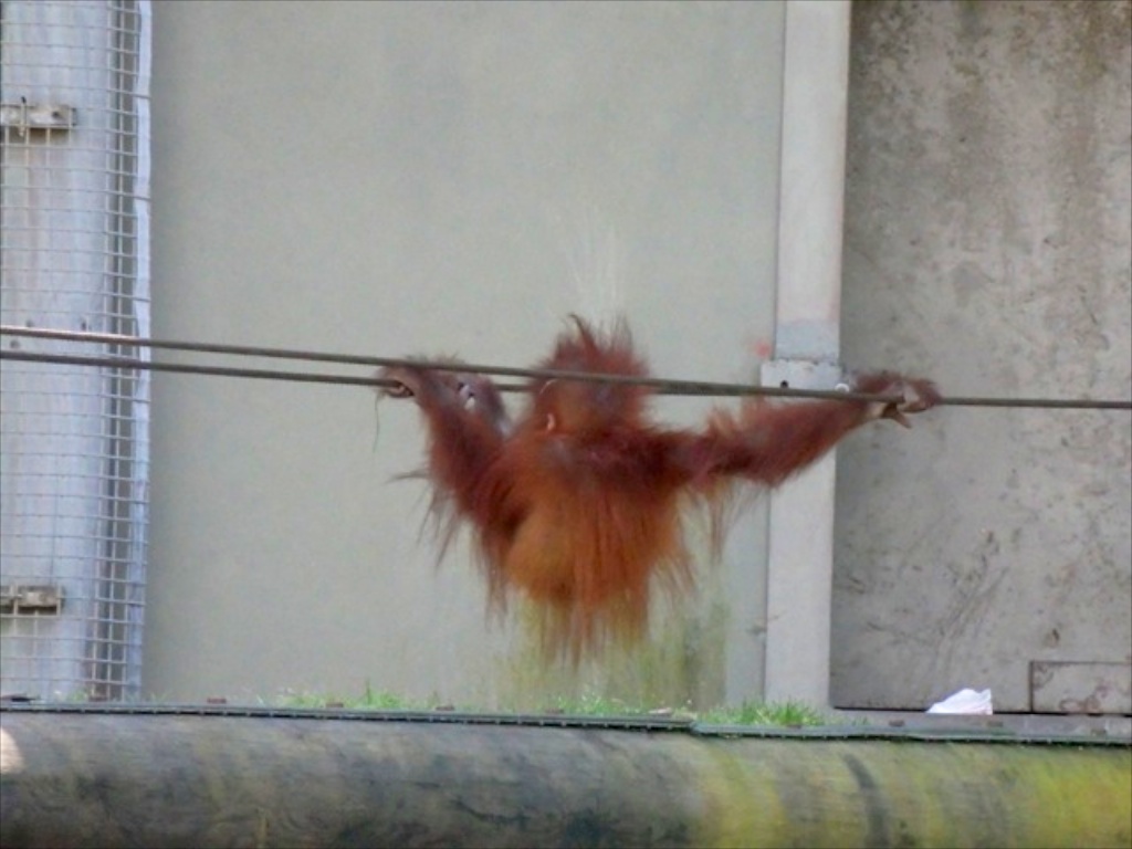 orang baby Kea 3