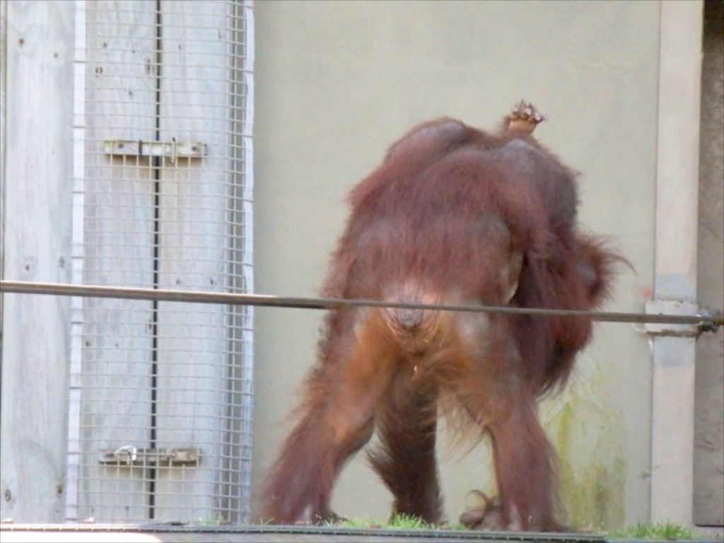 Dana collects orang baby Kea