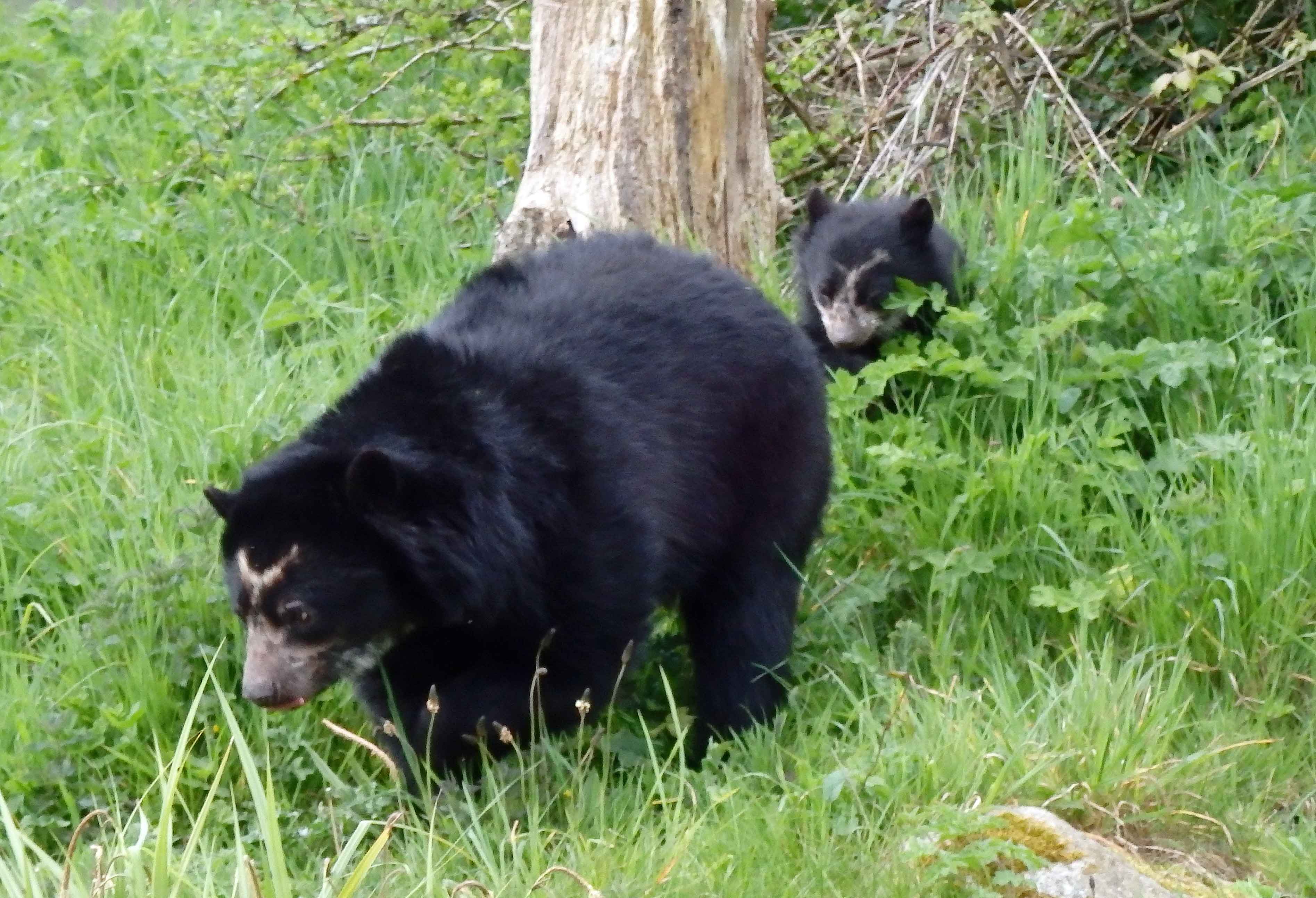 Bahia and cub 1