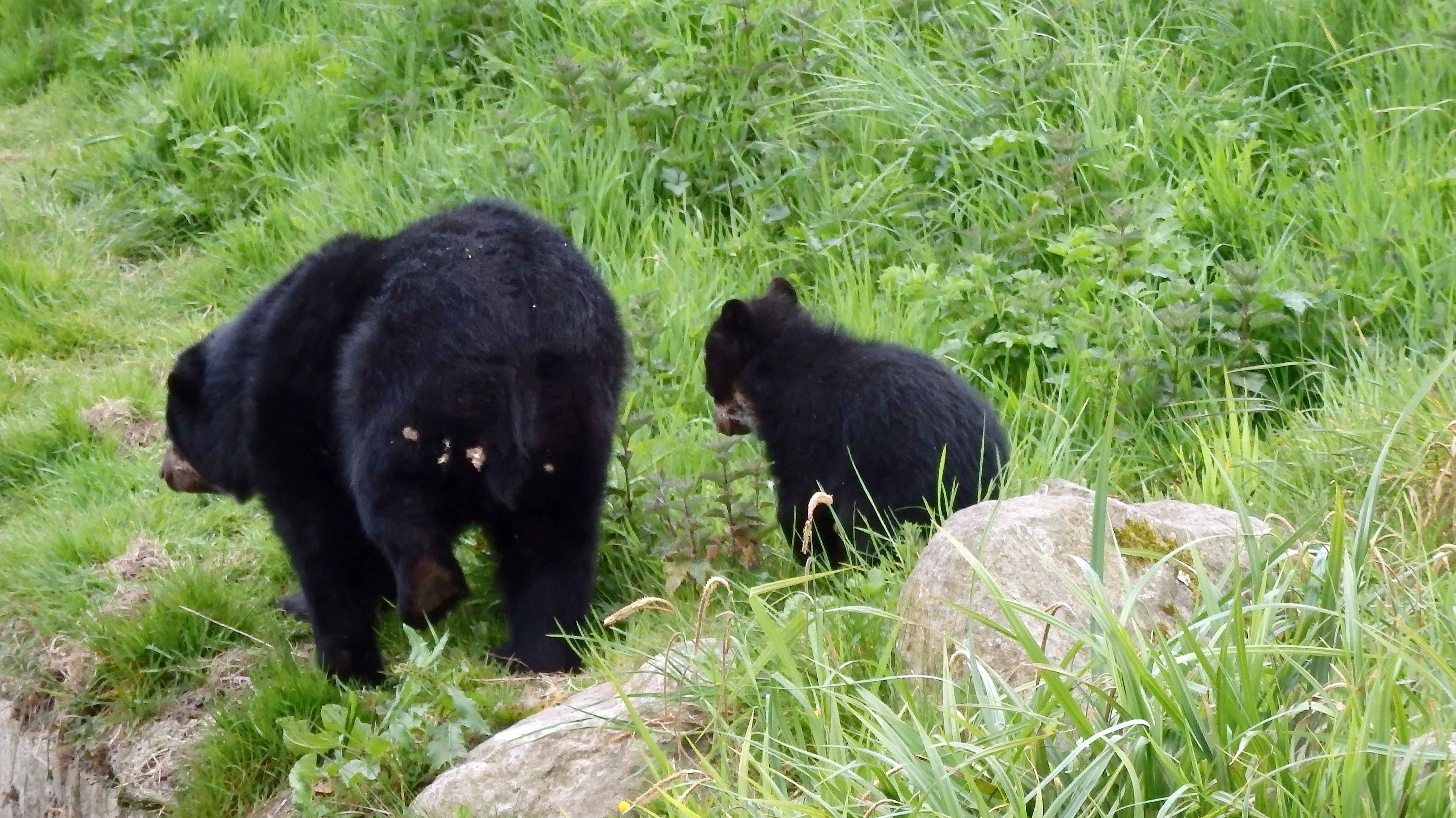 Bahia and cub 2