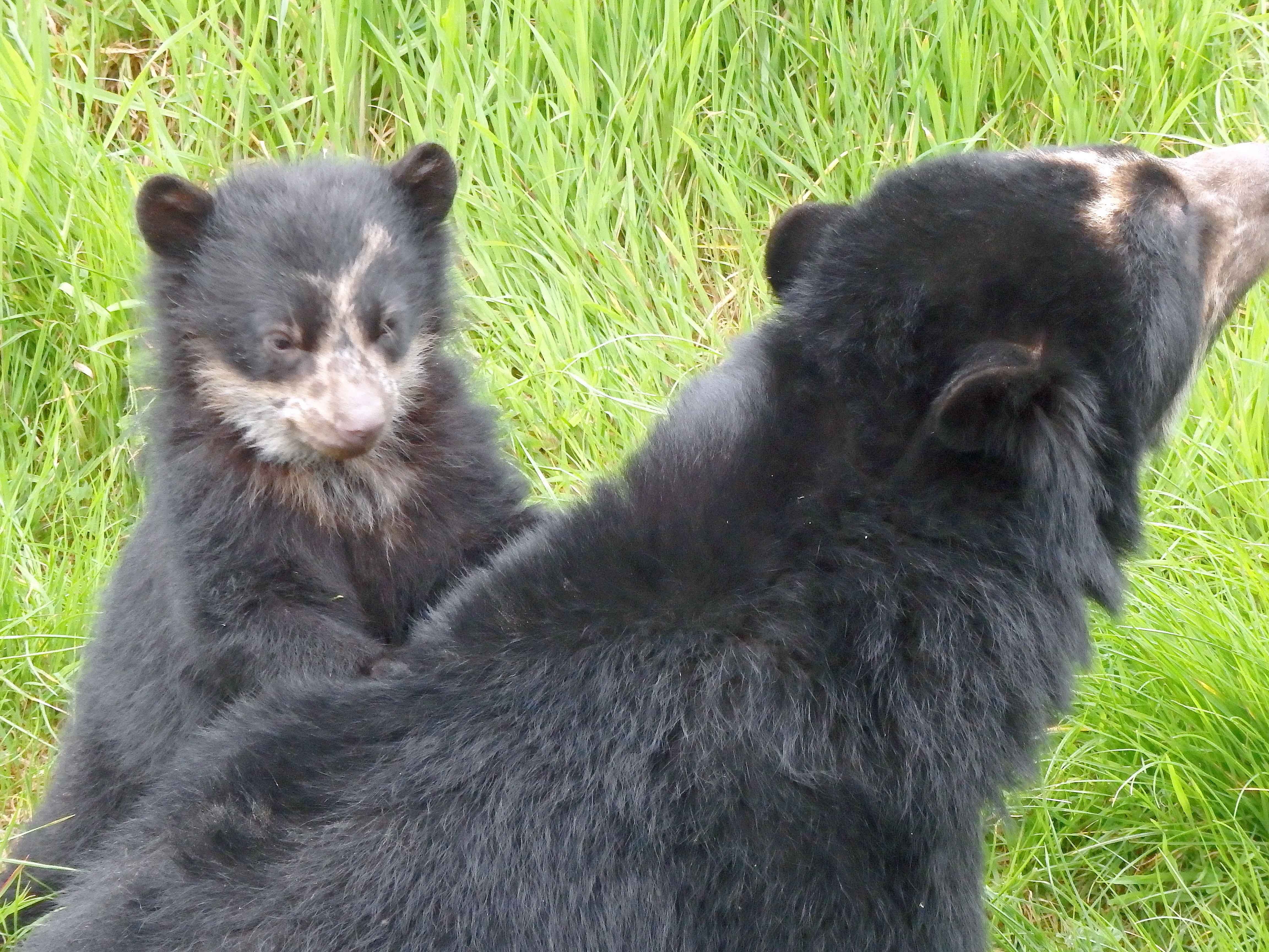 Bahia and cub 3