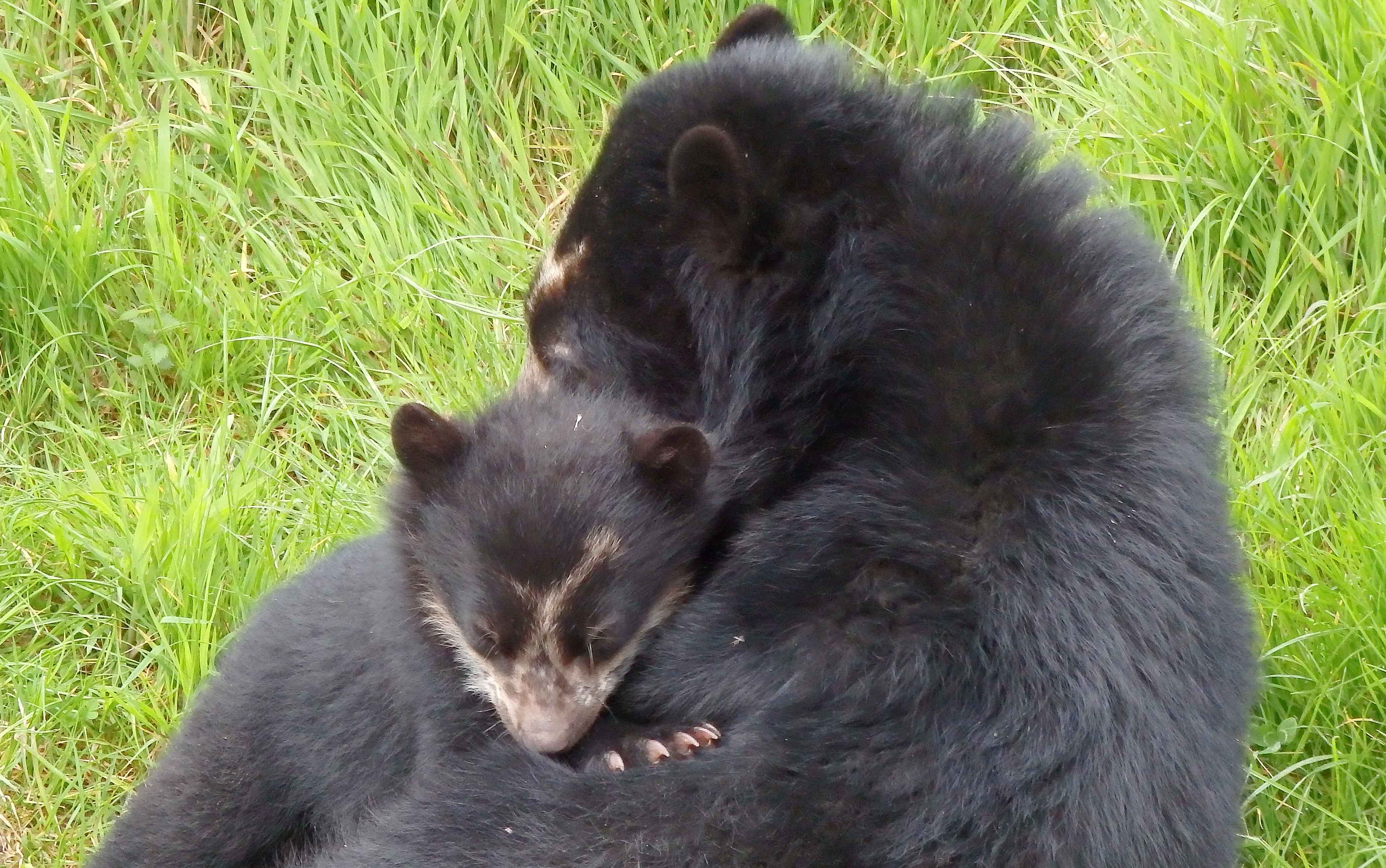 Bahia and cub 4